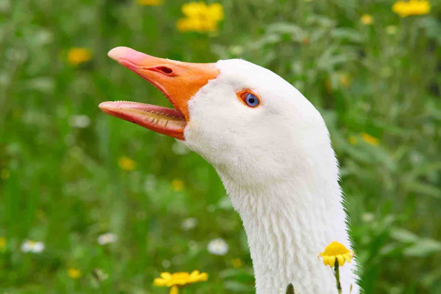 Do Geese Have Teeth? Everything You Need to Know