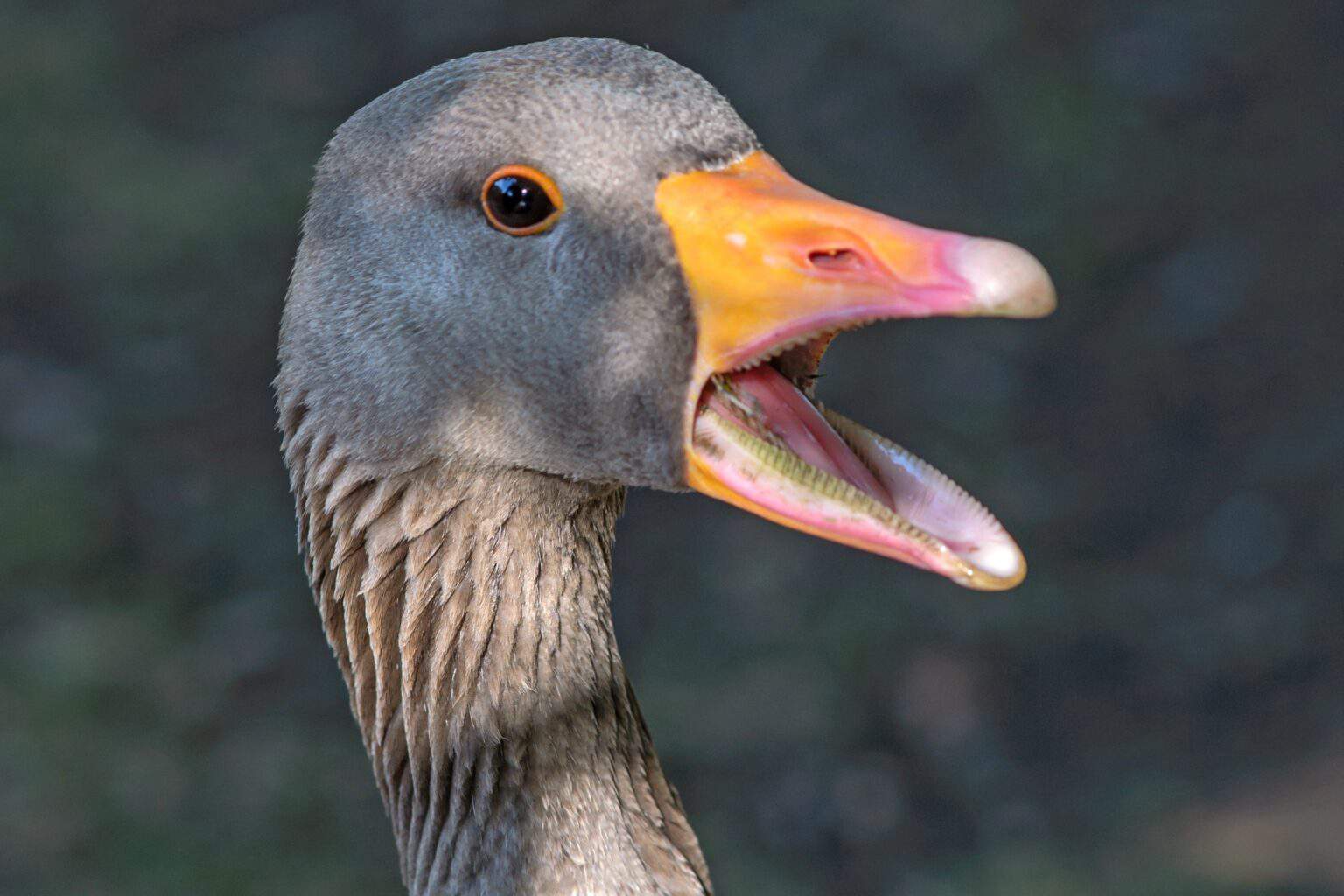 What Are Geese Teeth Made Of At Jerald Hunt Blog