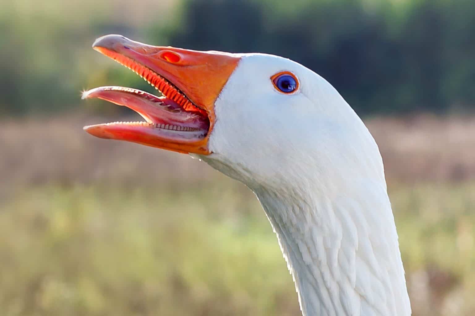 Do Geese Have Teeth? - Everything You Need to Know