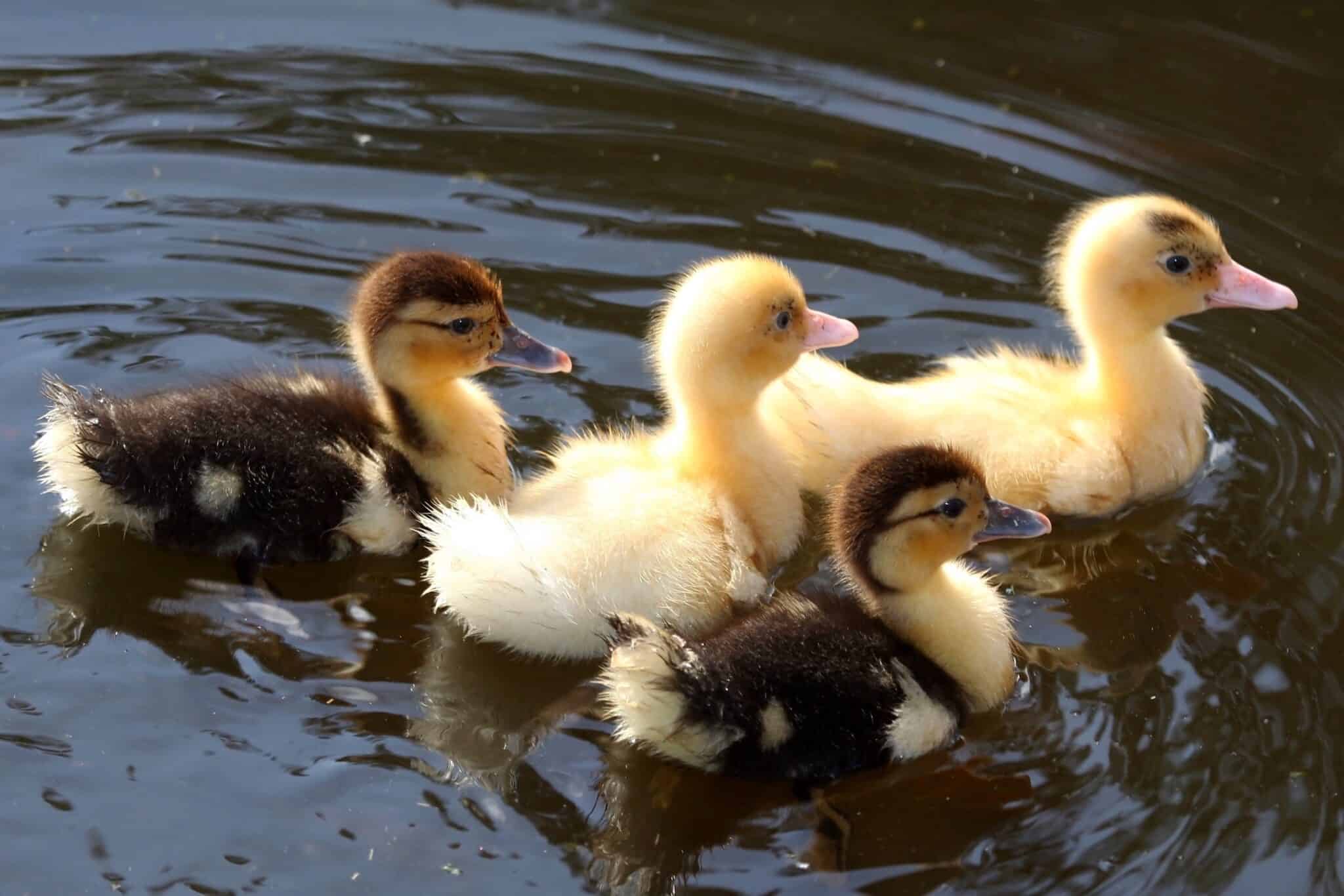 Baby Geese Everything You Need to Know