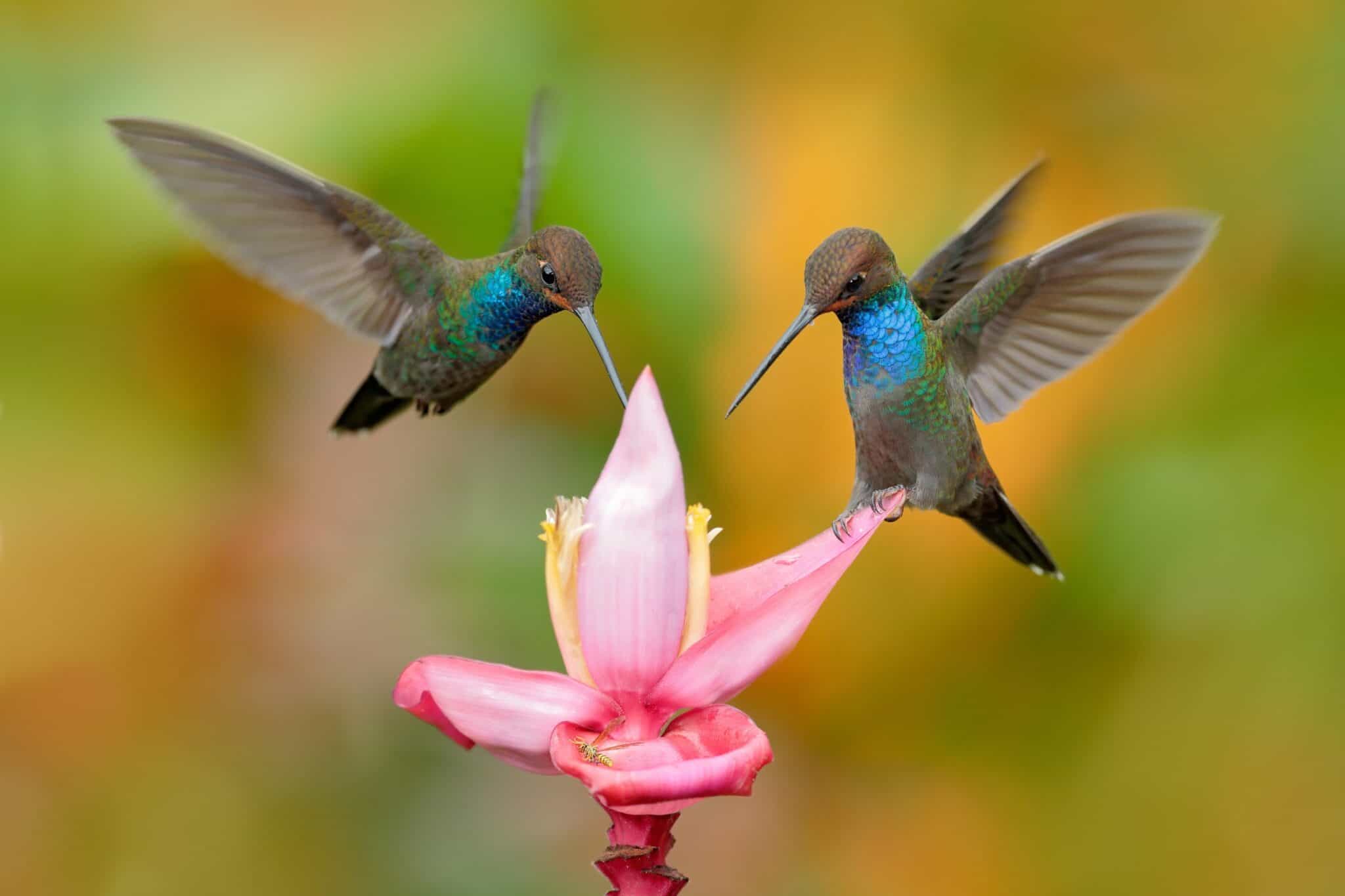 How Long Do Hummingbirds Live? Hummingbird Lifespan