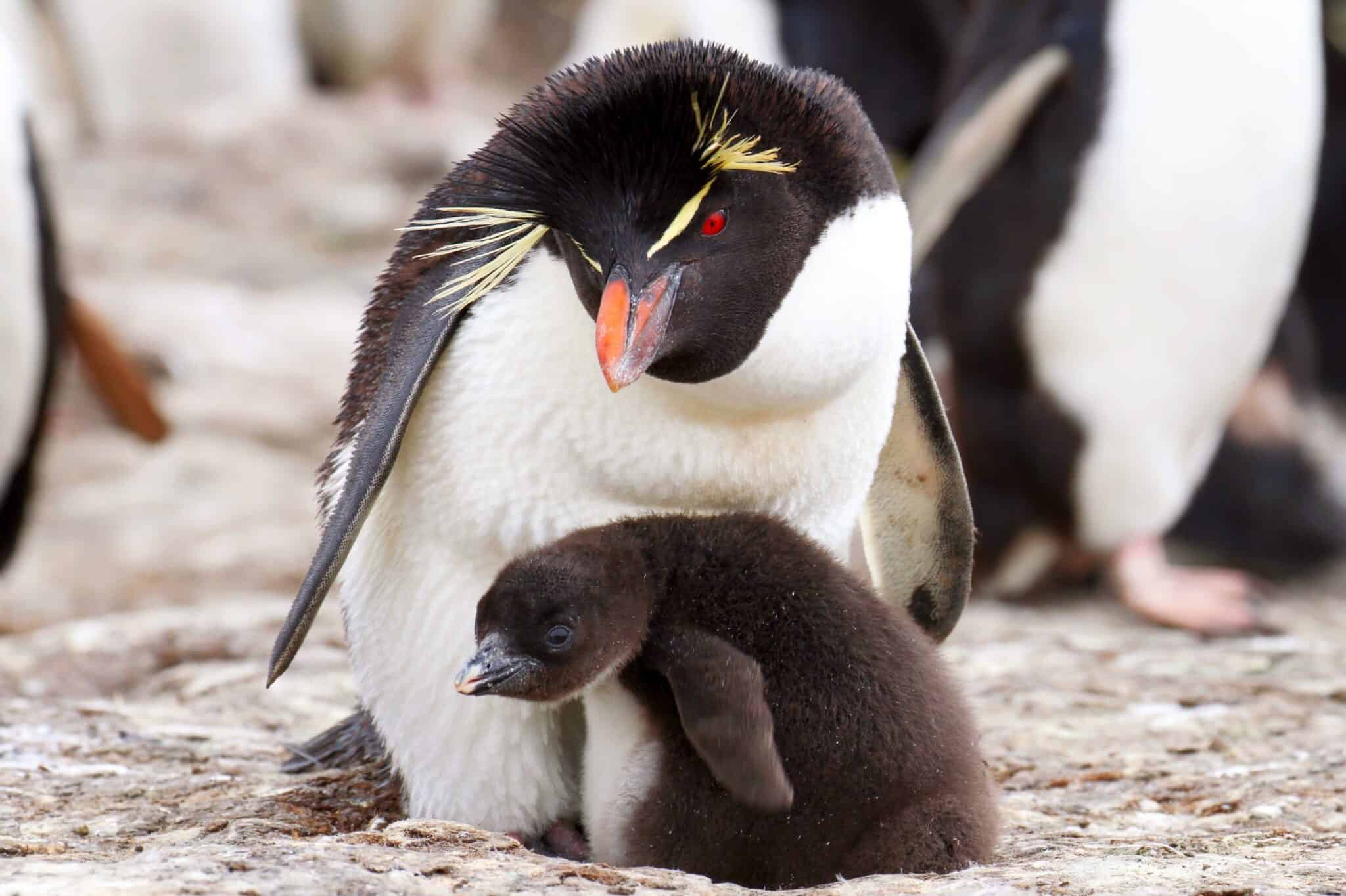 Do Penguins Have Feathers? What You Need to Know