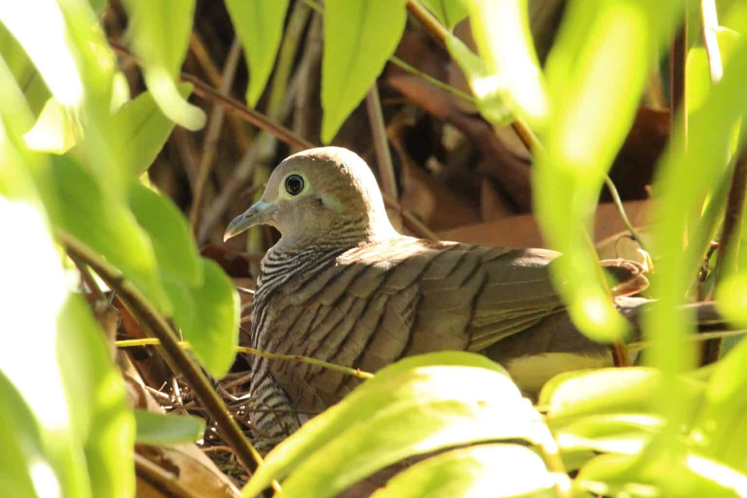 Mourning Dove Eggs and Baby Mourning Doves