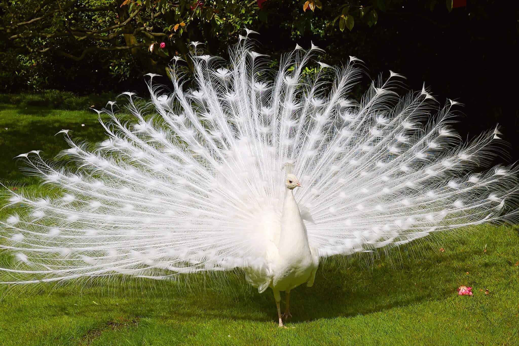 Can Peacocks Really Fly? The Bird That Defies Every Rule!