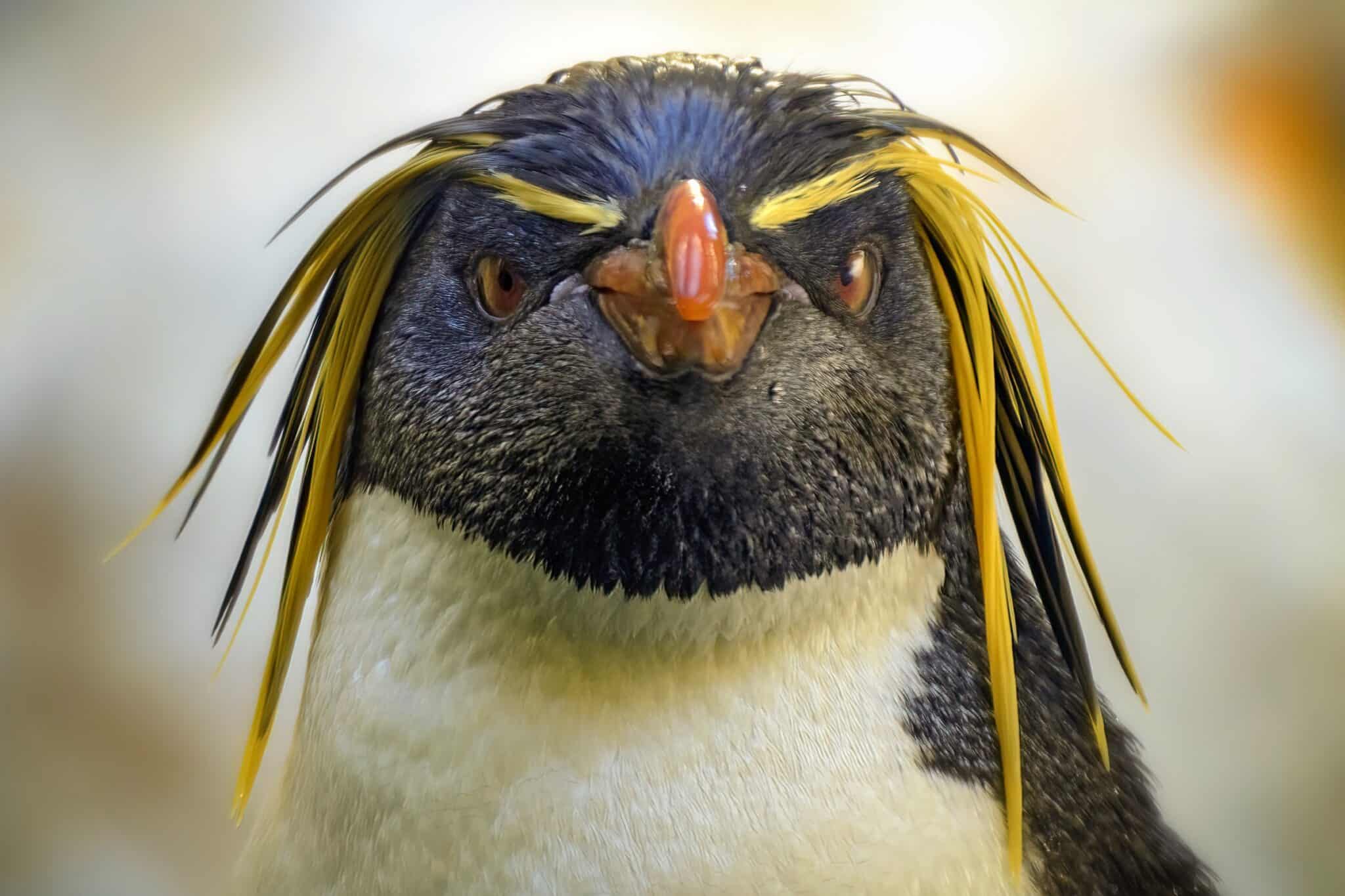 Do Penguins Have Feathers? What You Need to Know