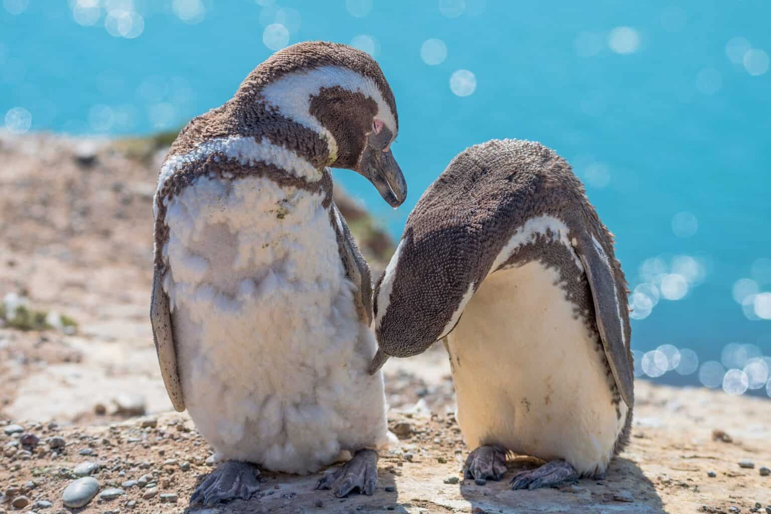 Do Penguins Have Feathers? What You Need to Know
