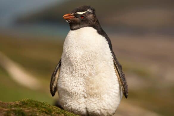 Do Penguins Have Feathers? What You Need to Know