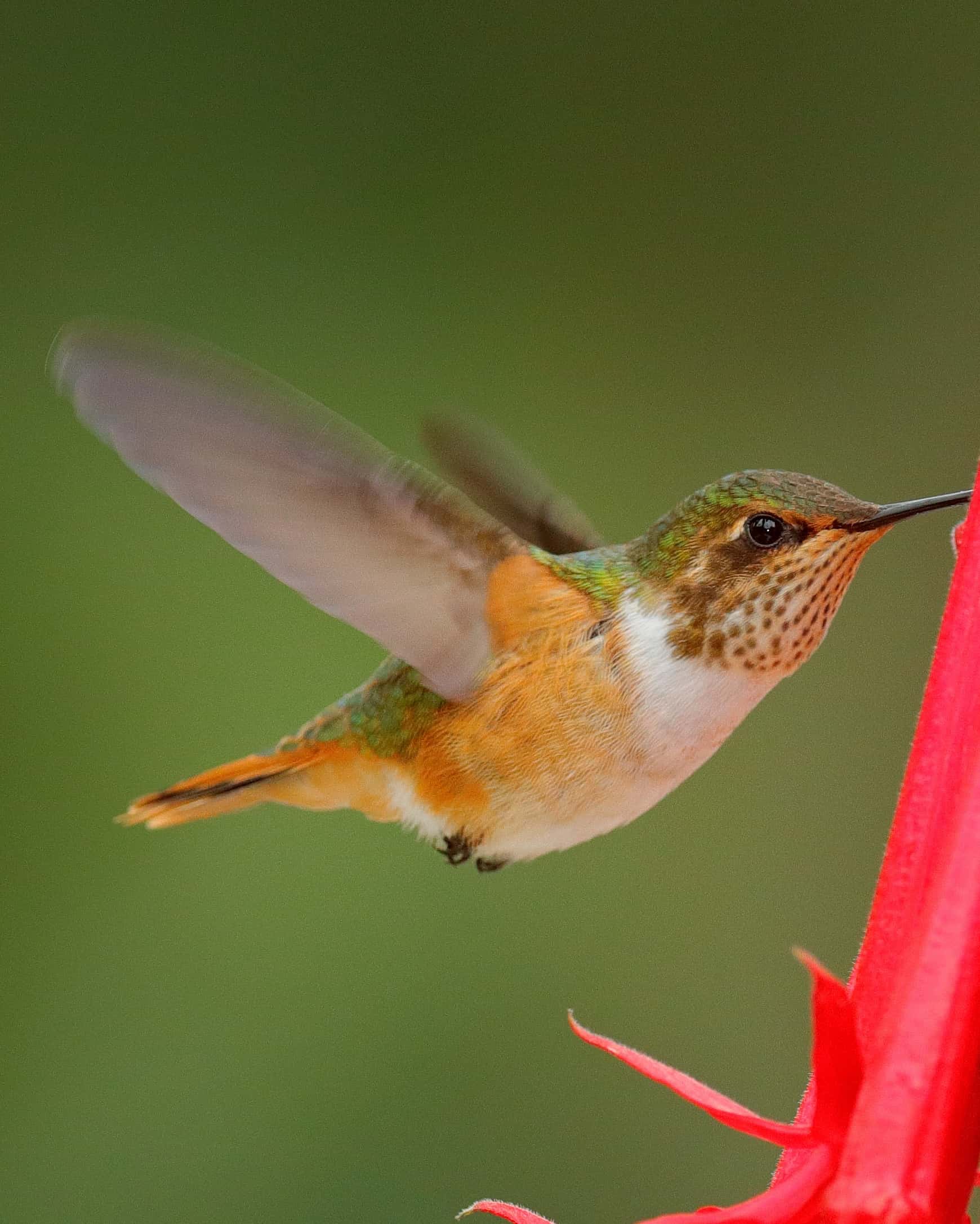 How Long Do Hummingbirds Live? Hummingbird Lifespan
