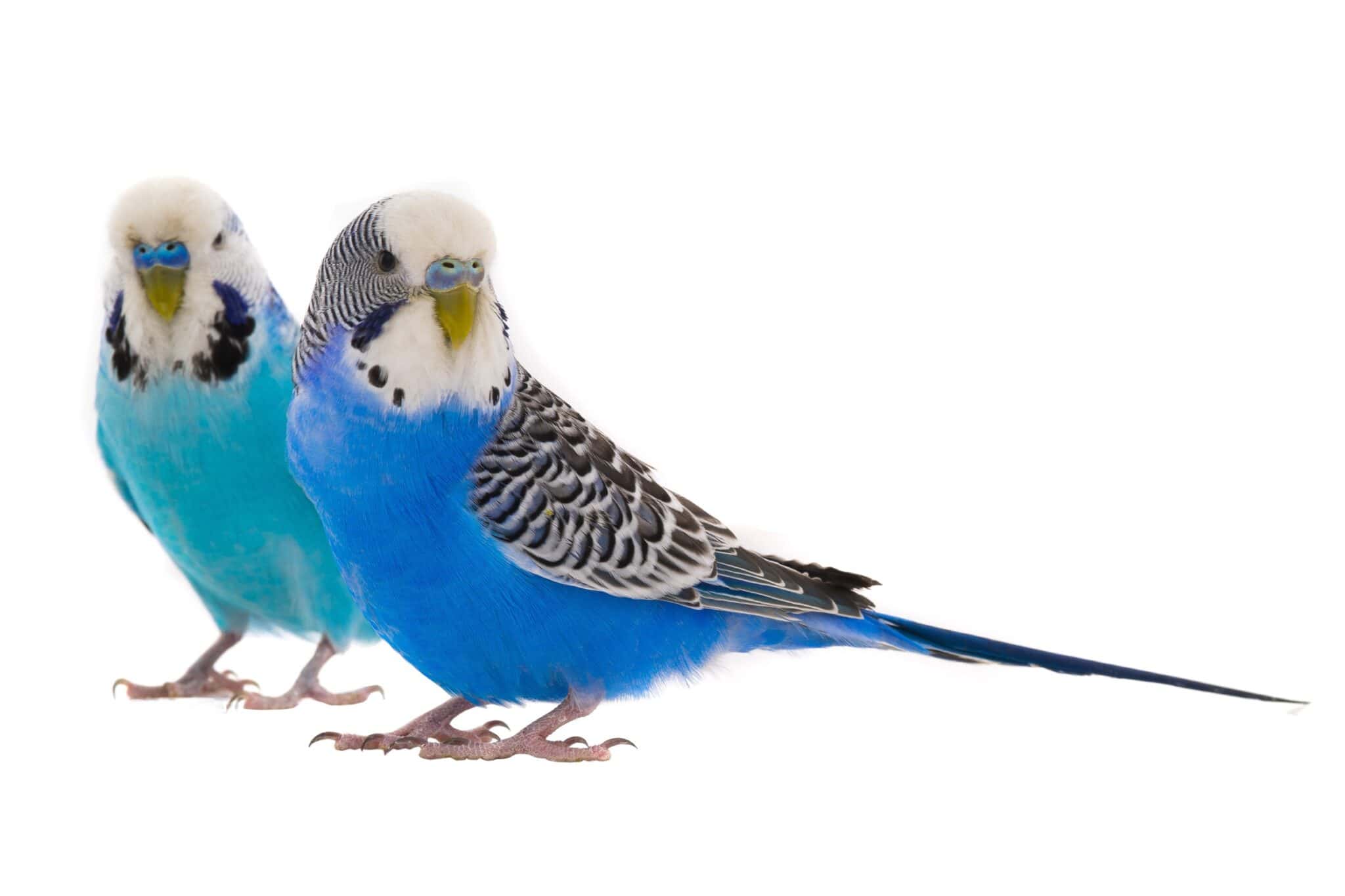 Blue Parakeet Everything You Need to Know