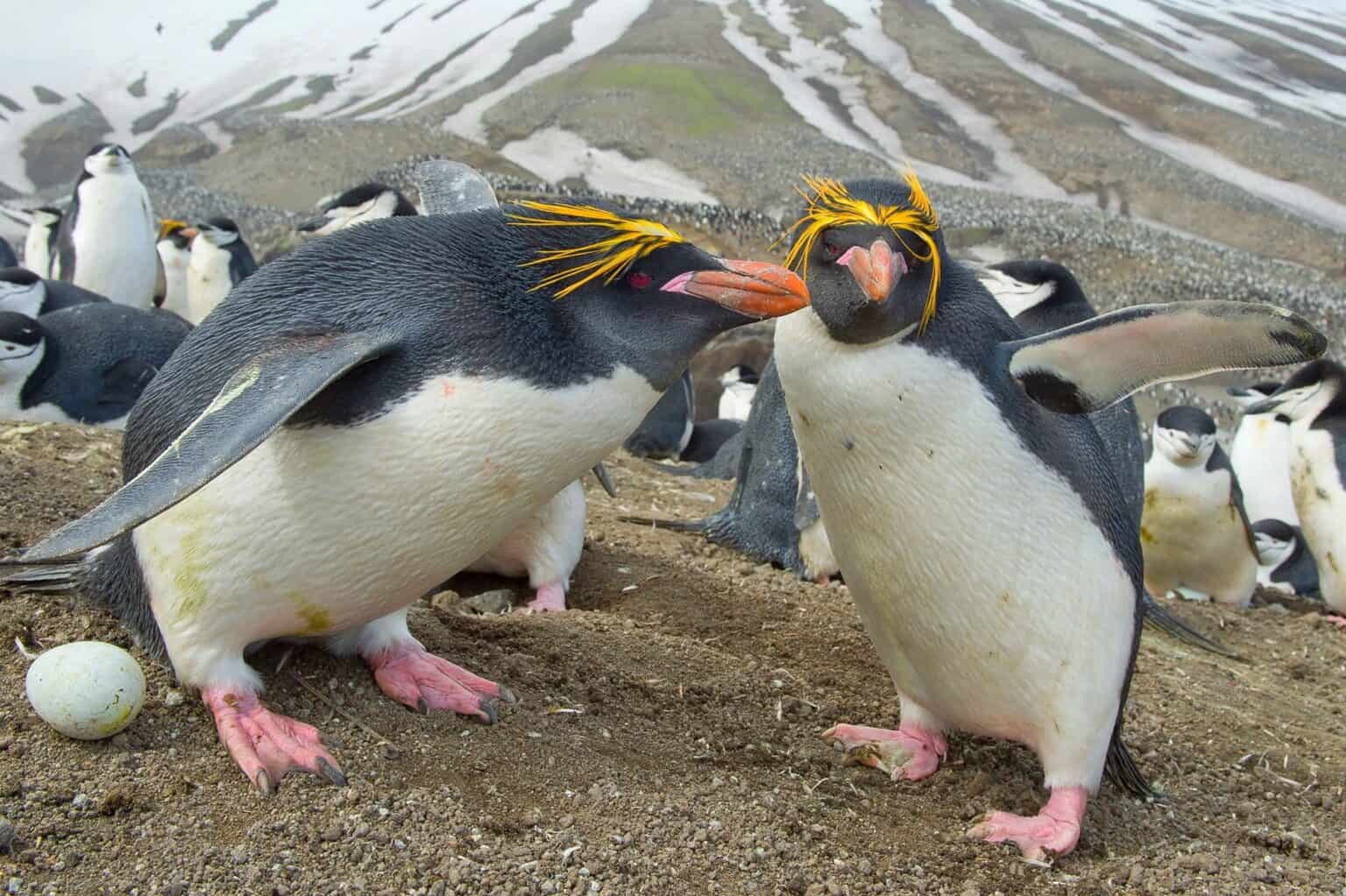 Do Penguins Have Feathers? What You Need to Know