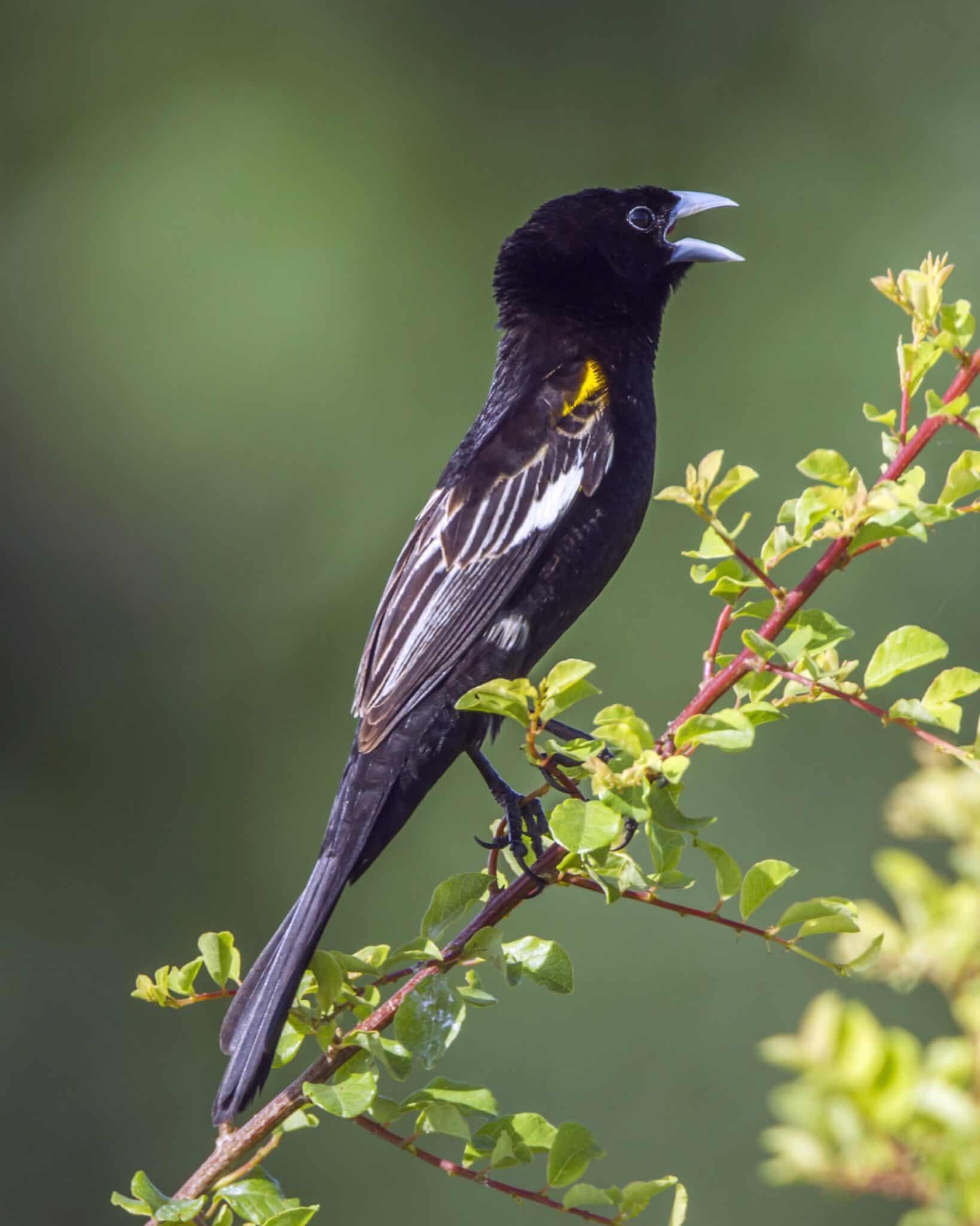 33 Black Birds With White Stripes on Wings (With Pictures)