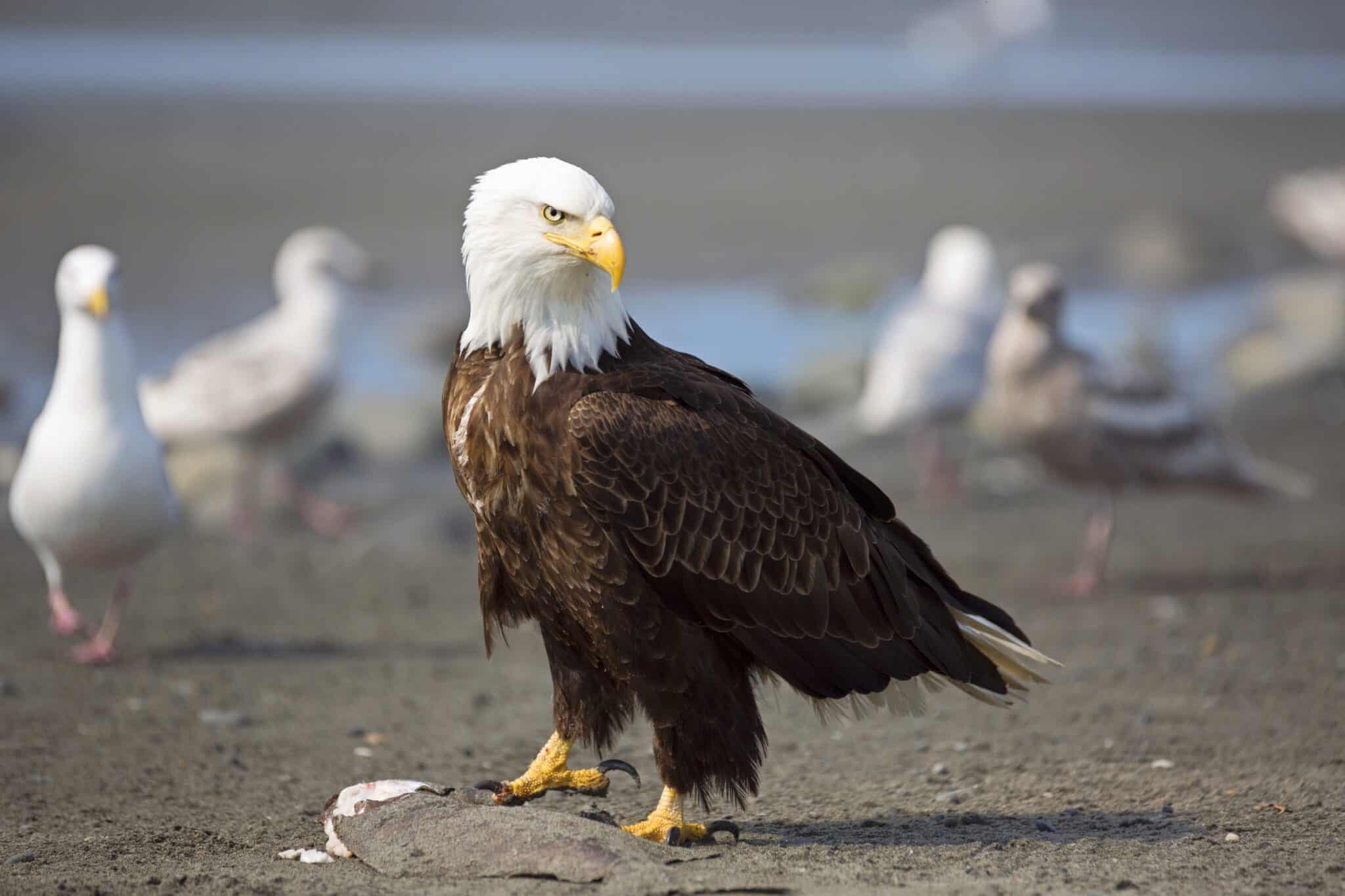 How Long Do Bald Eagles Live? Bald Eagle Lifespan & Facts