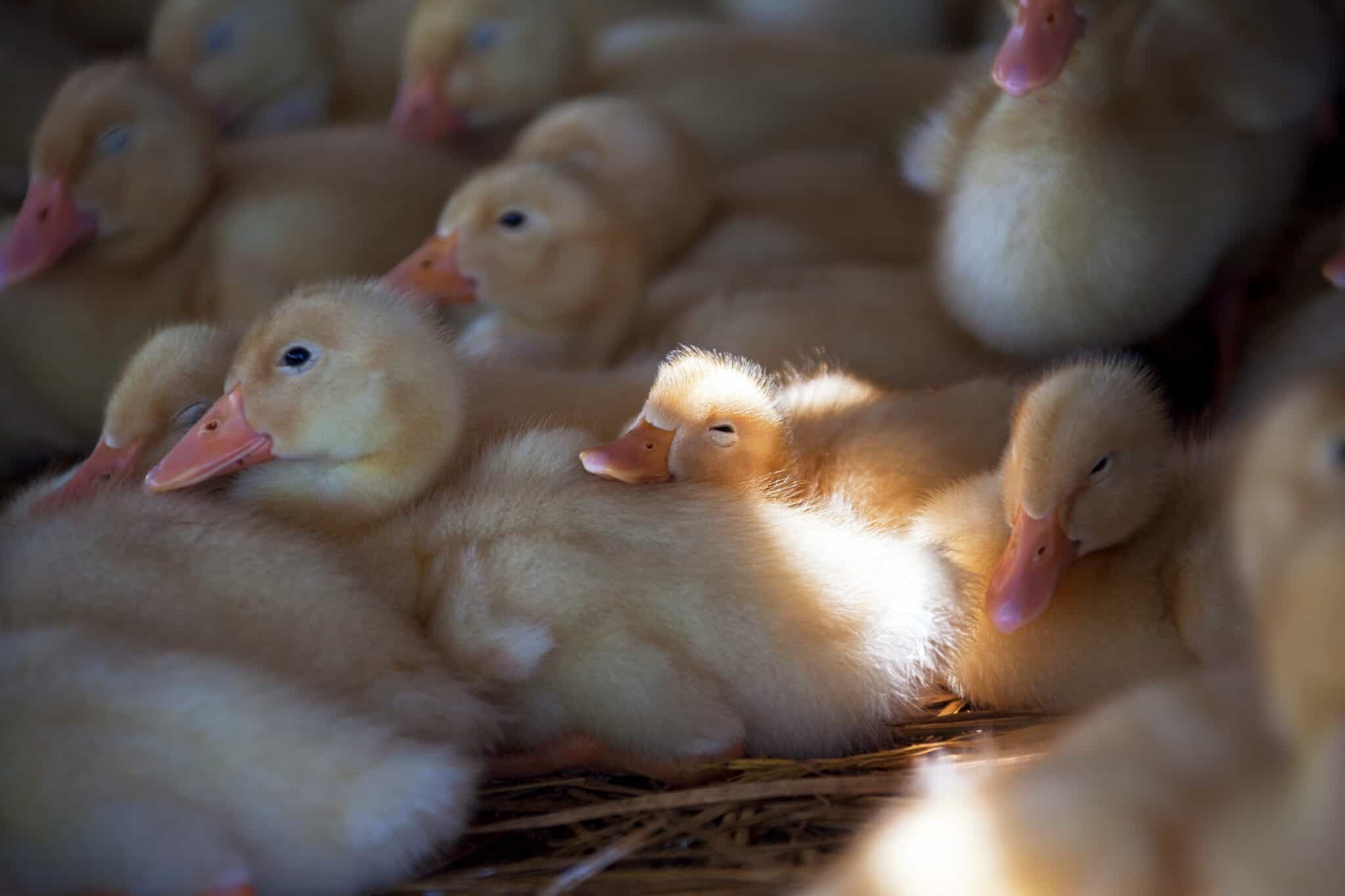 Caring for Baby Ducks: 14 Things You Need to Know