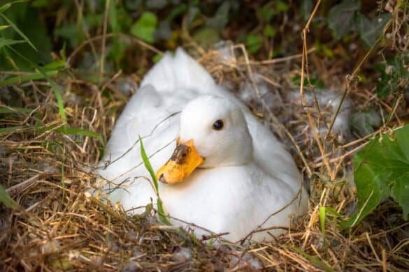 Call Duck: Breed Profile, Traits, Pictures & More