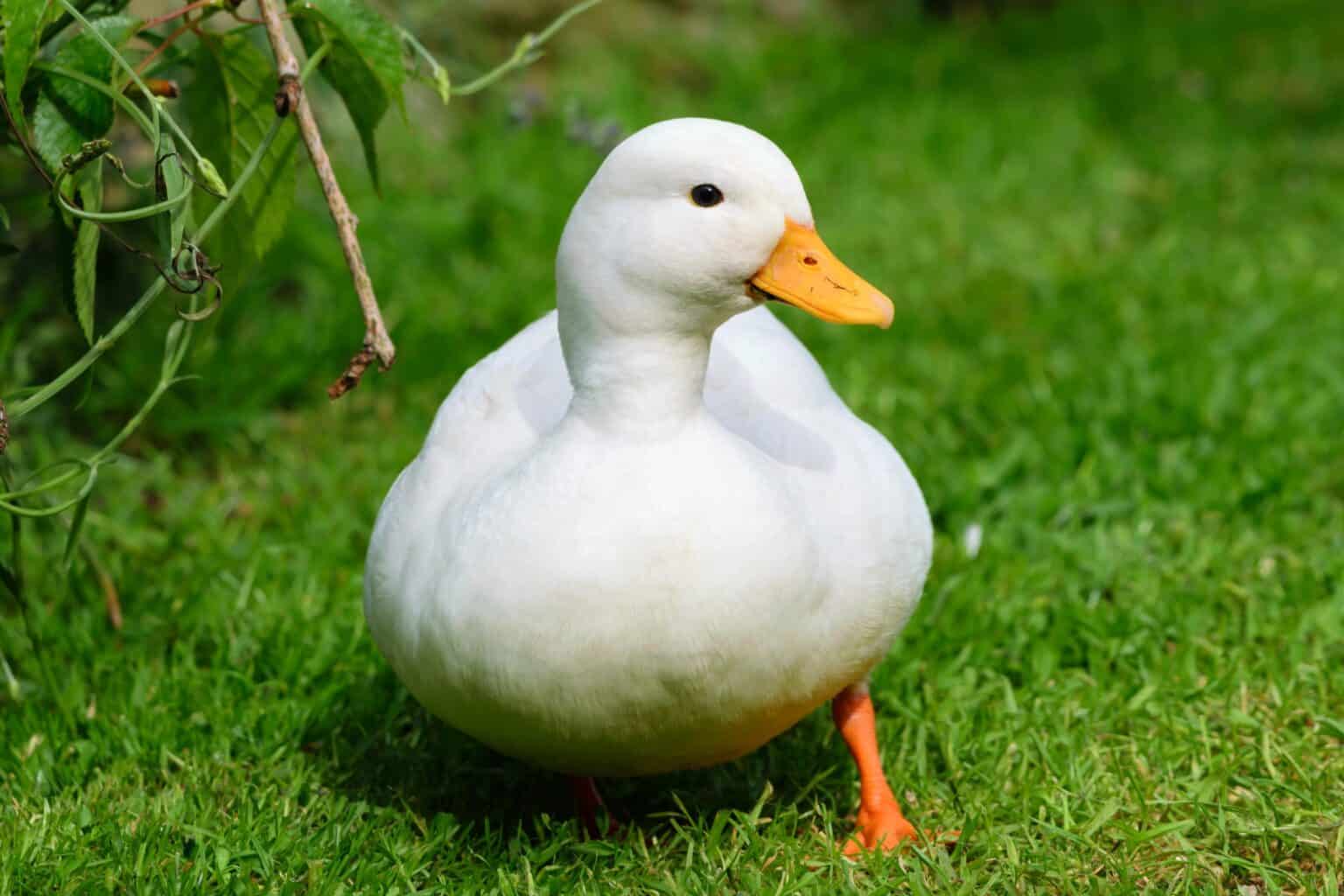 Call Duck: Breed Profile Traits Pictures More