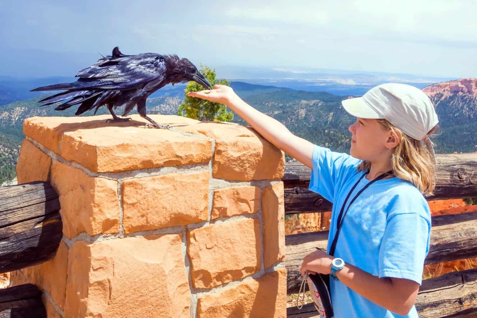Pet Rave Crows and Ravens as Pets: Do They Make Good Pets?
