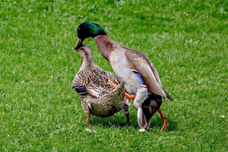 How Do Ducks Mate? Duck Mating Season, Habits & Behavior