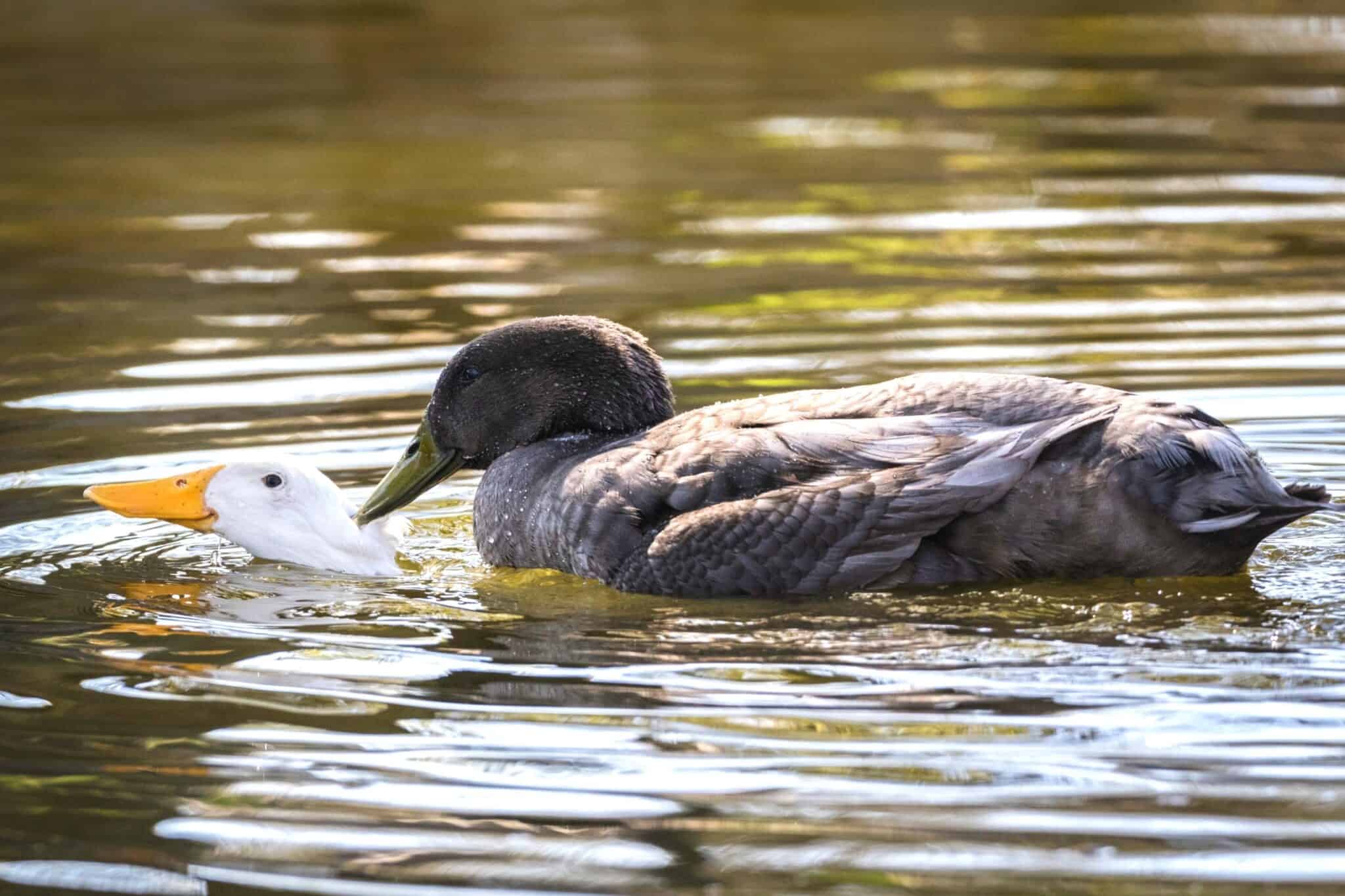 How Do Ducks Mate? Duck Mating Season, Habits & Behavior