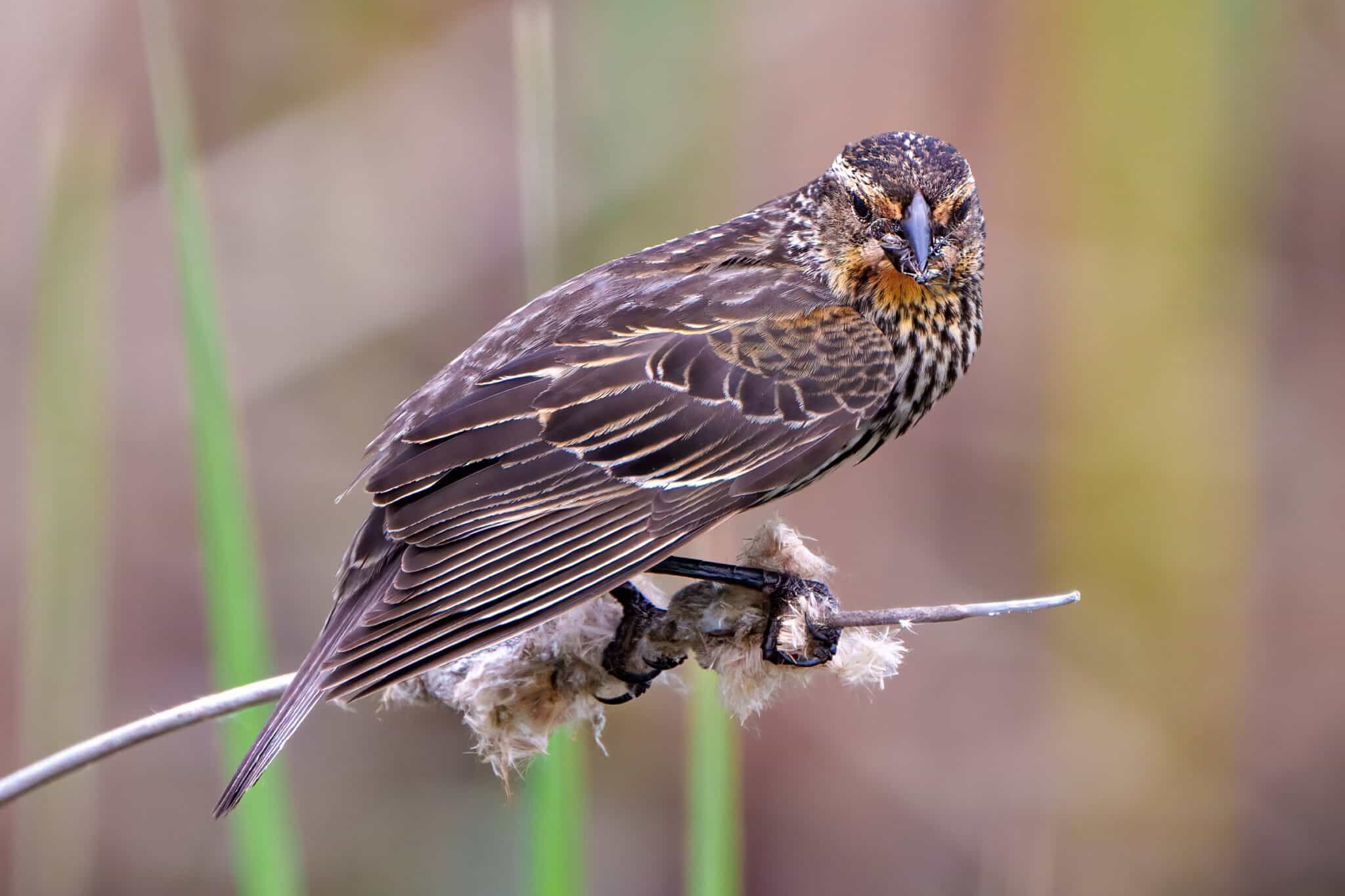 Female Redwinged Blackbirds (Identification & Pictures)