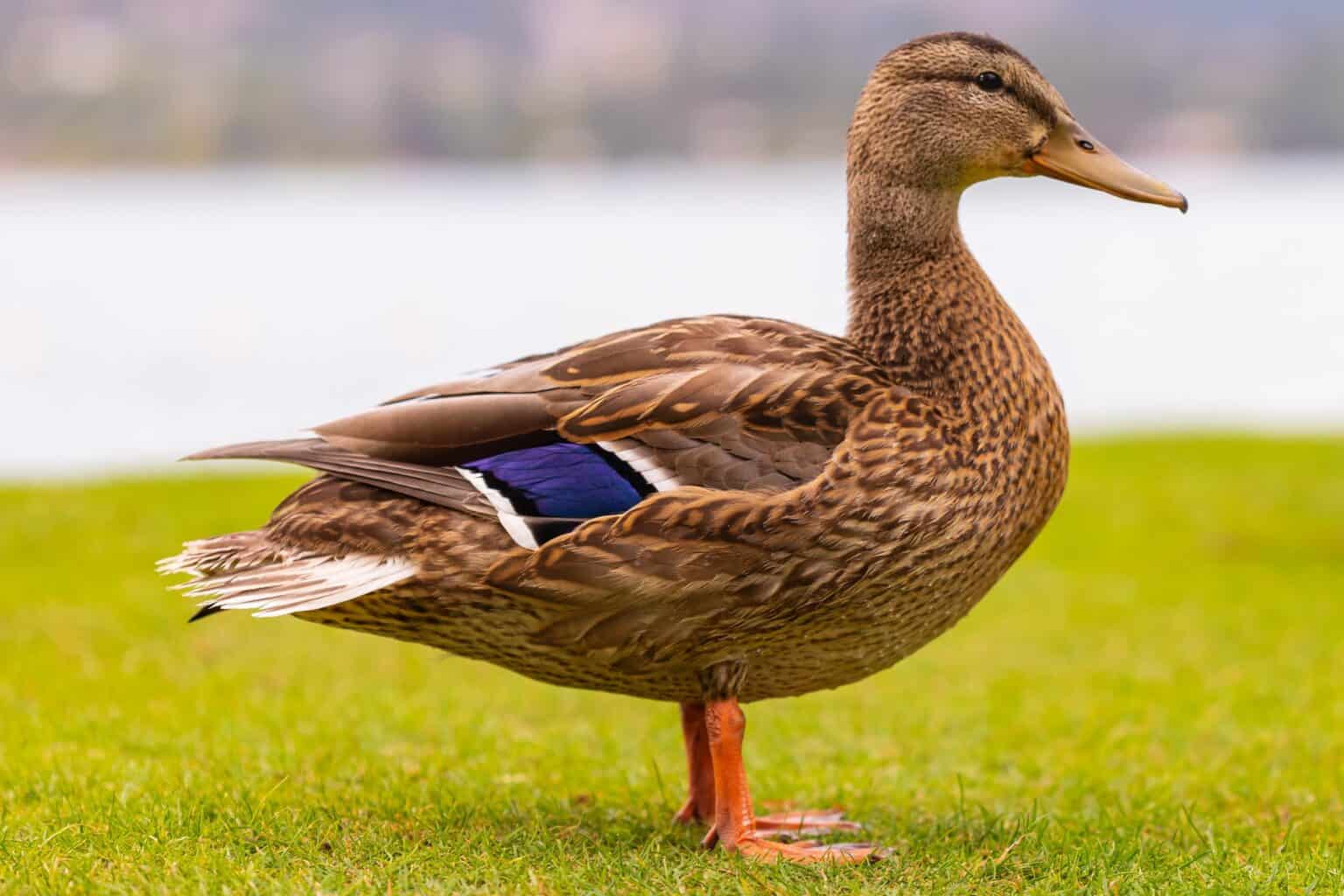 When Is Breeding Season For Ducks How Do Ducks Mate? - Duck Mating Season, Habits & Behavior