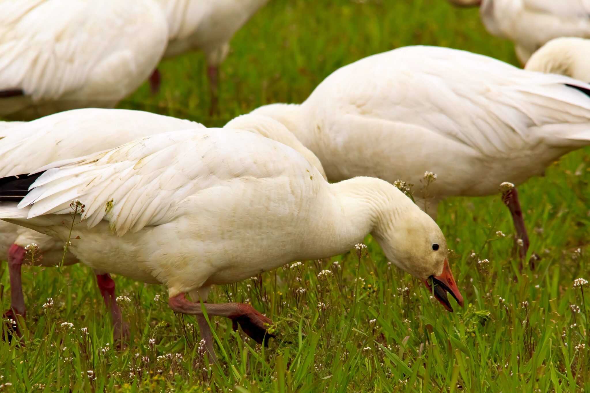 What Do Geese Eat? What's Their Favourite Food & FAQs