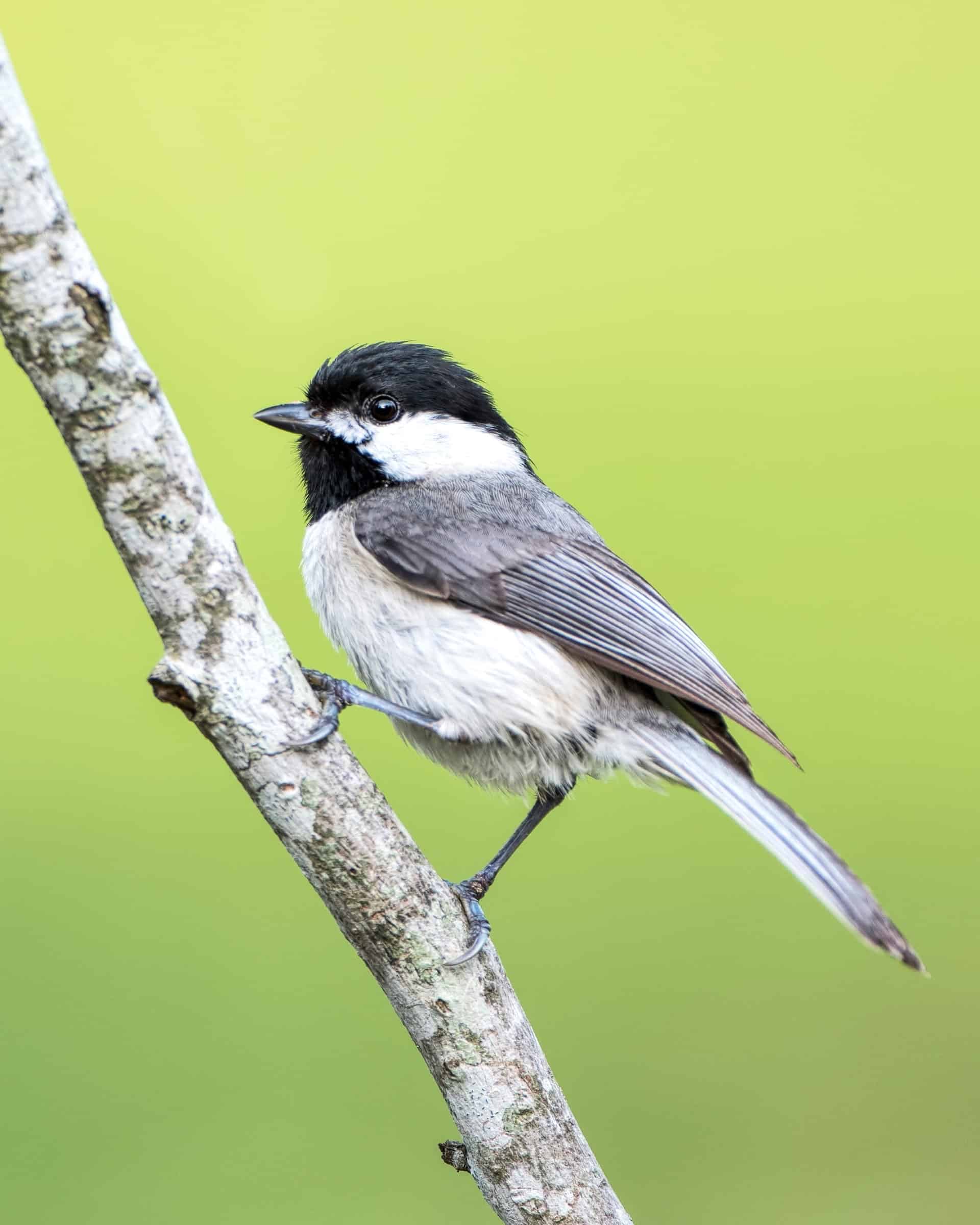 24 Types of Gray Birds (With Pictures & ID Guide)