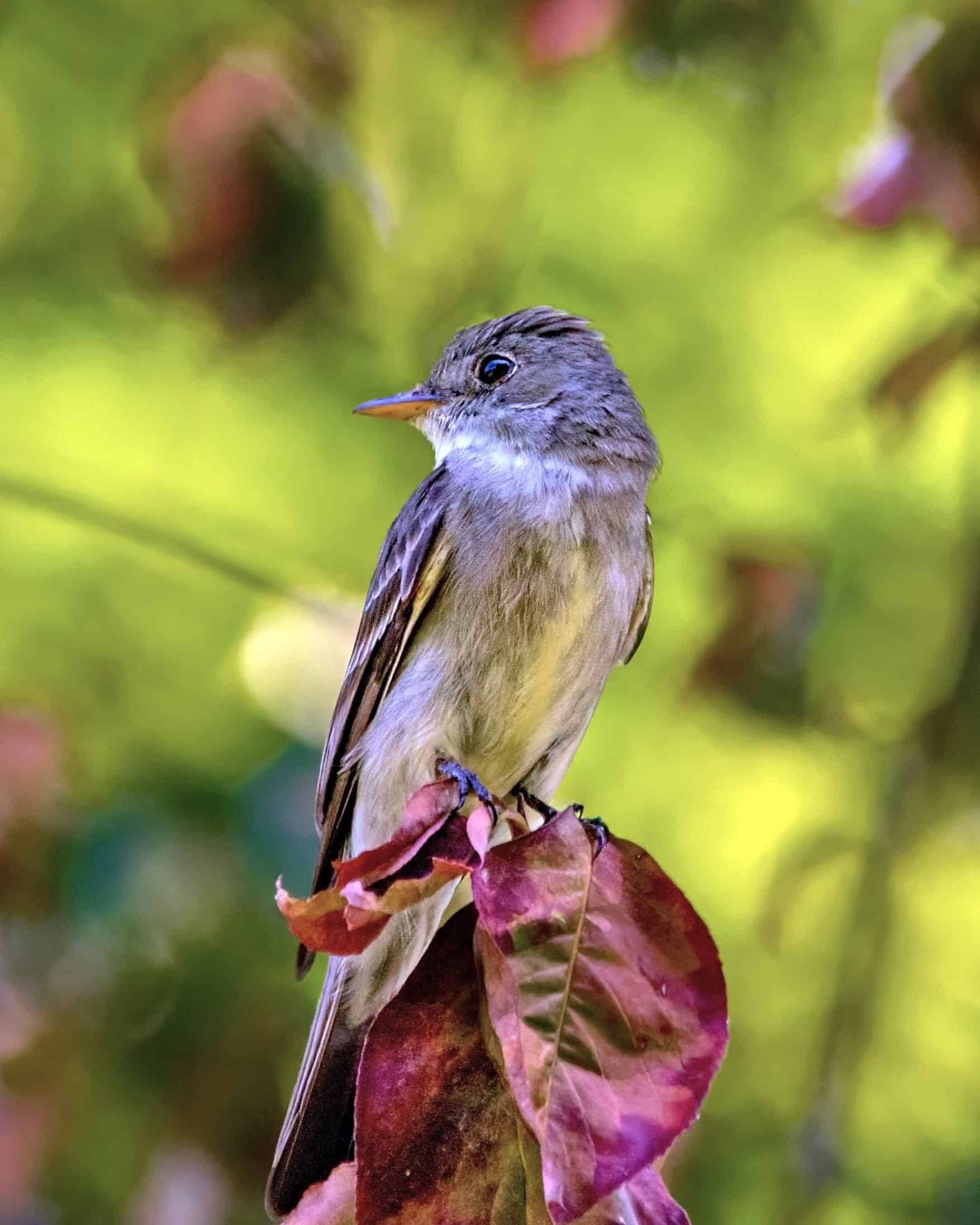 24 Types of Gray Birds (With Pictures & ID Guide)