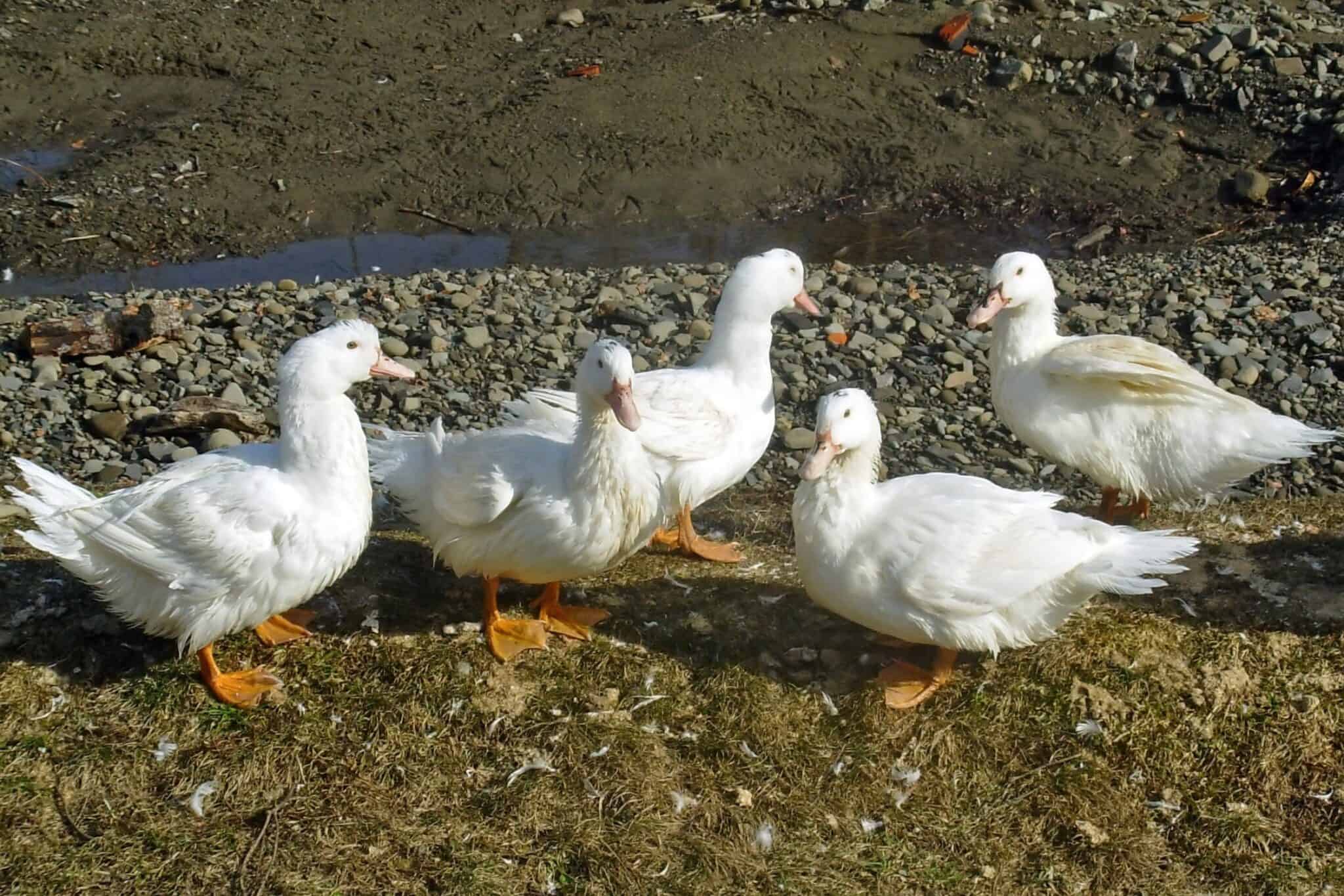 Pekin Duck Breed Information, Pictures & Facts Bird Helpful