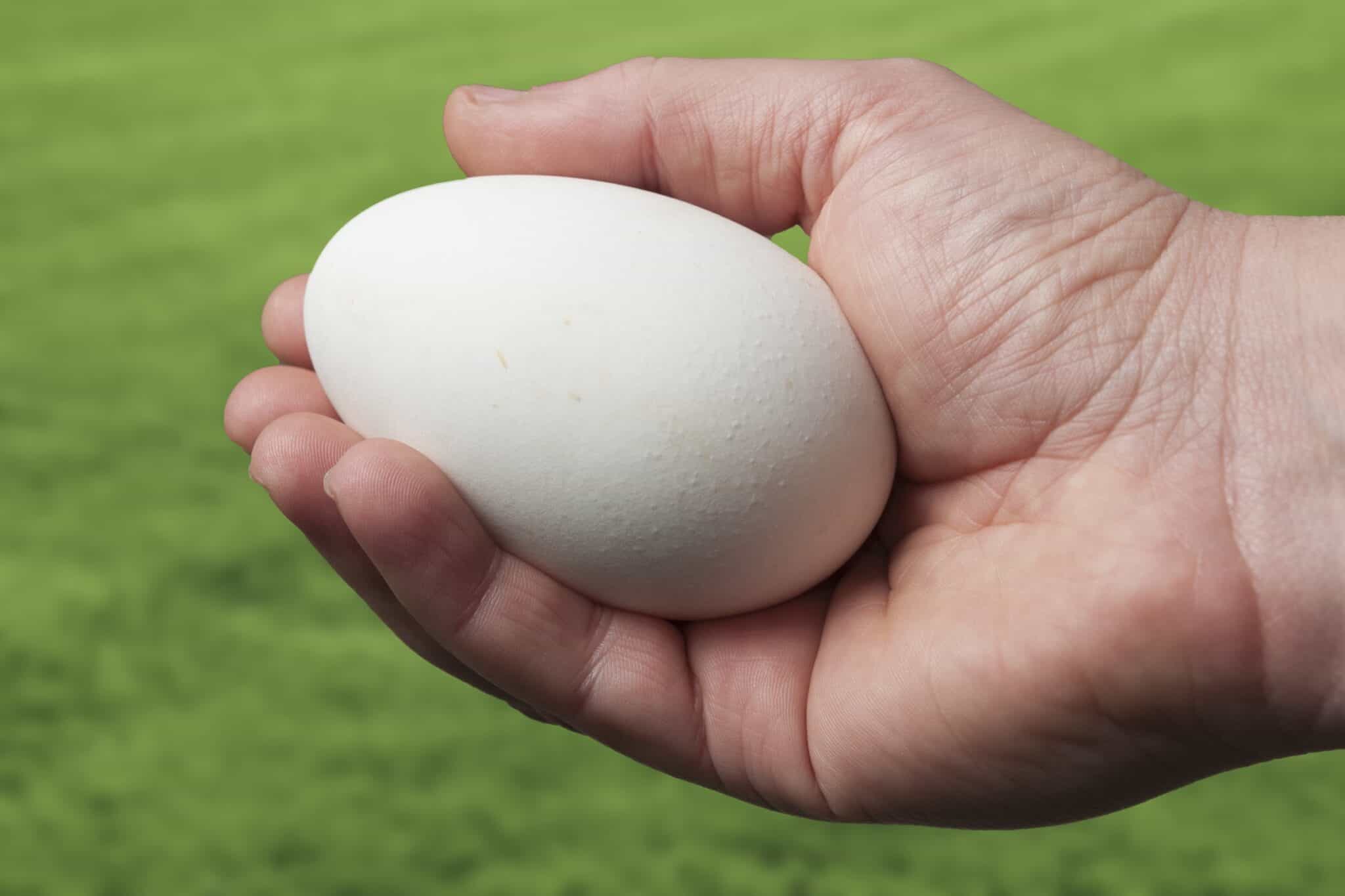 Goose Eggs Everything You Need to Know! Bird Helpful