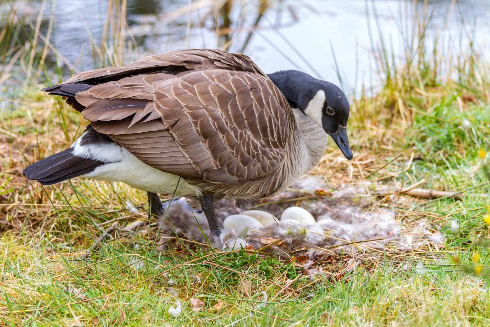 Free Range Goose Eggs – White & Brown Chinese Geese (Open Box, Excellent Condition)