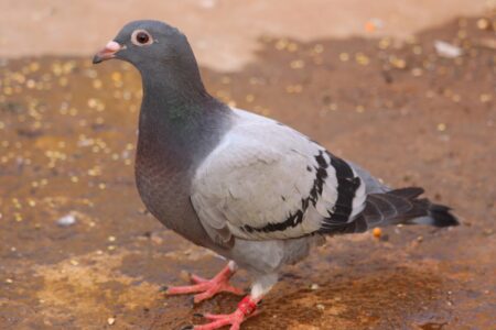 Poultry Racing Homer Racing Homer Pigeon: Breed Profile, Pictures & Facts