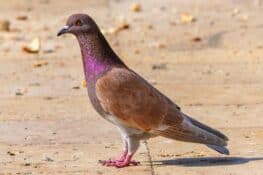 Poultry Racing Homer Racing Homer Pigeon: Breed Profile, Pictures & Facts