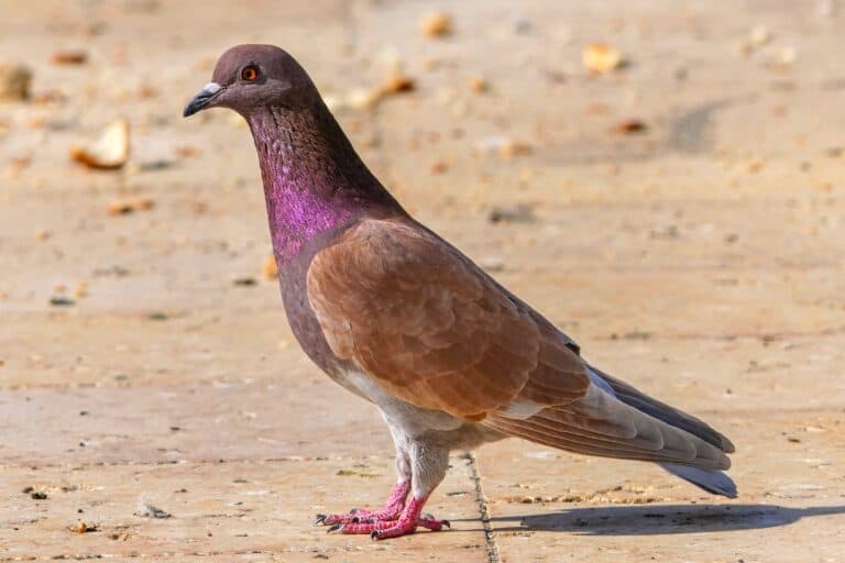 Poultry Racing Homer Racing Homer Pigeon: Breed Profile, Pictures & Facts
