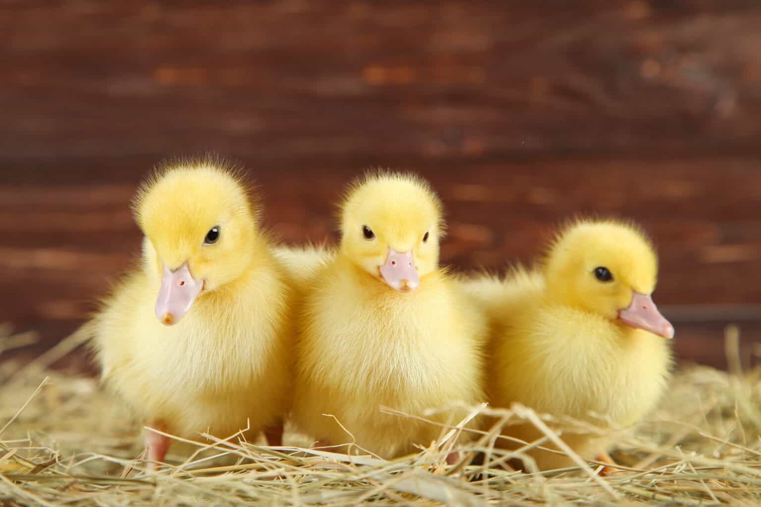 Caring for Baby Ducks: 14 Things You Need to Know