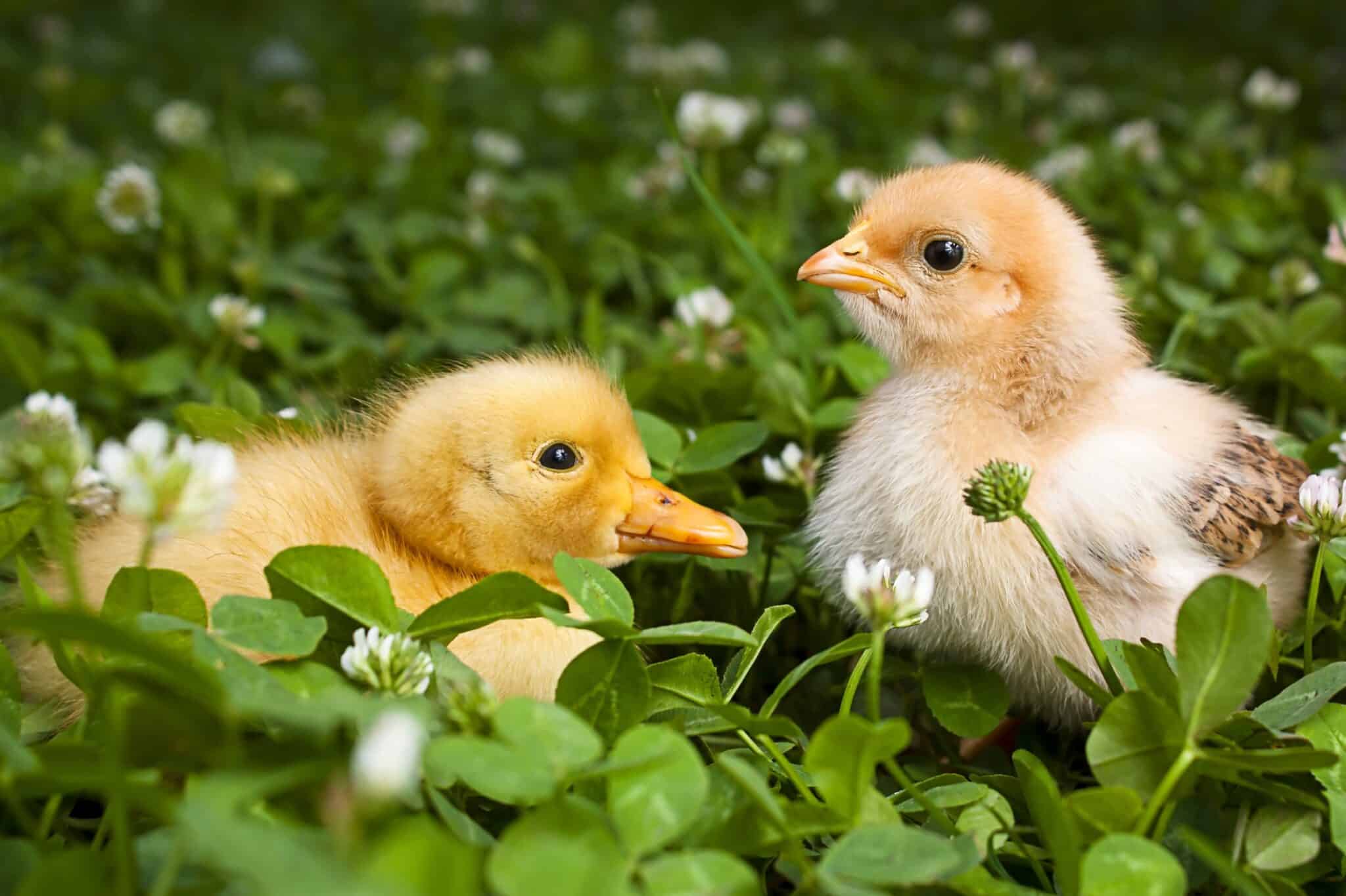 Caring for Baby Ducks 14 Things You Need to Know