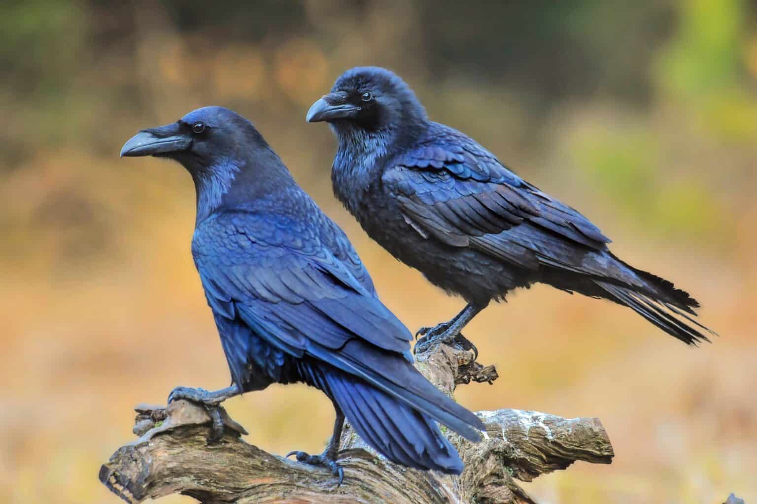 Crows and Ravens as Pets: Do They Make Good Pets?