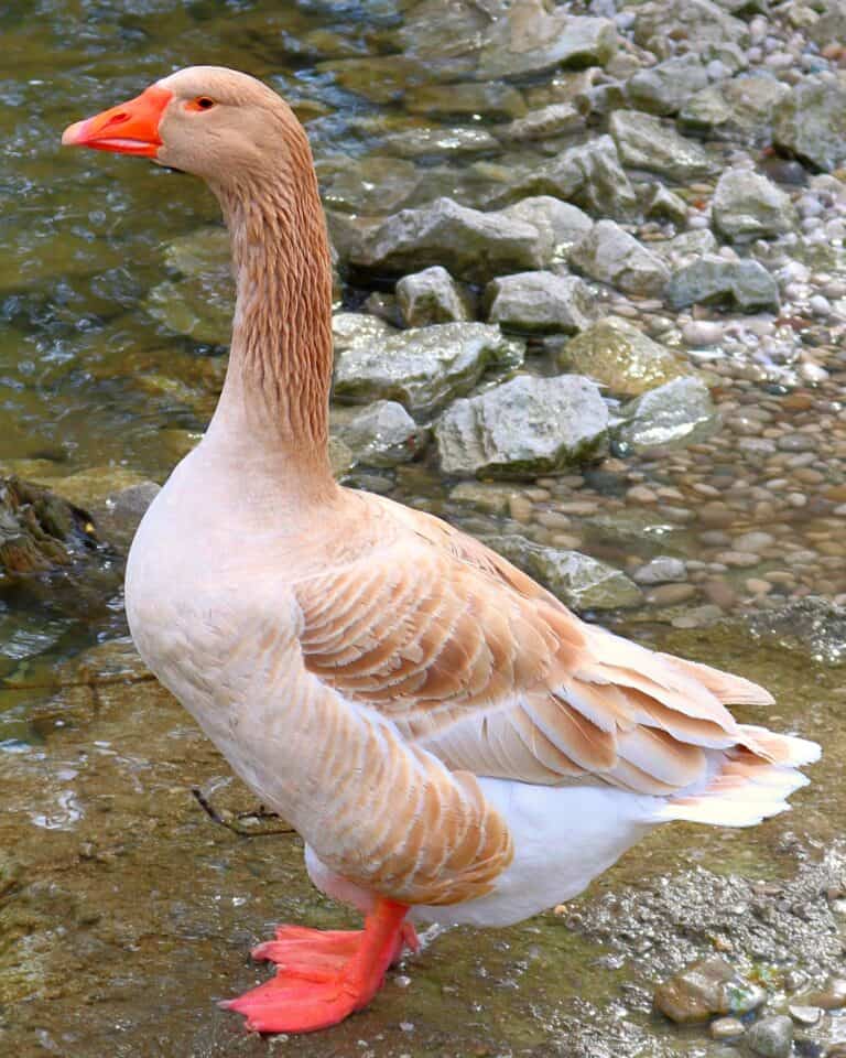 30 Different Types of Geese Breeds