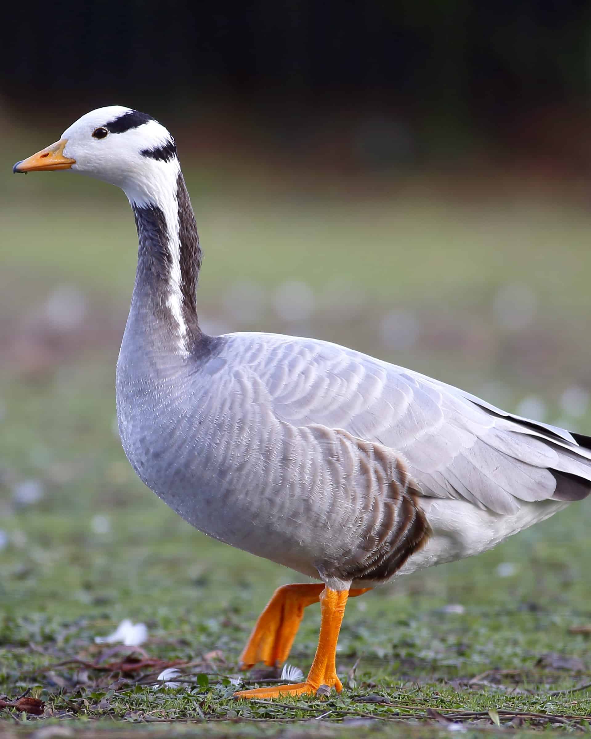 30 Different Types of Geese Breeds