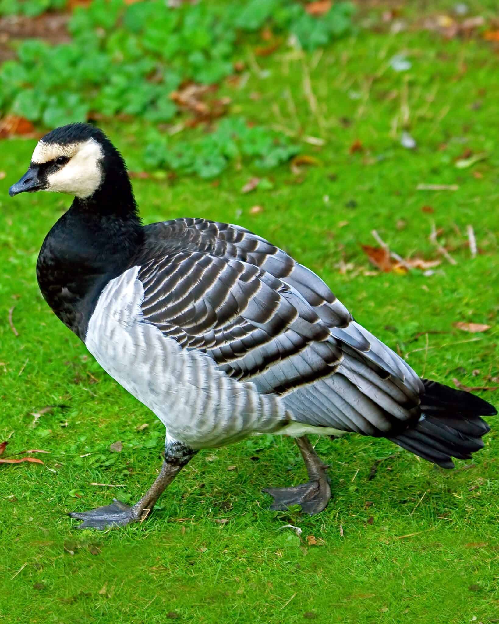 30 Different Types of Geese Breeds