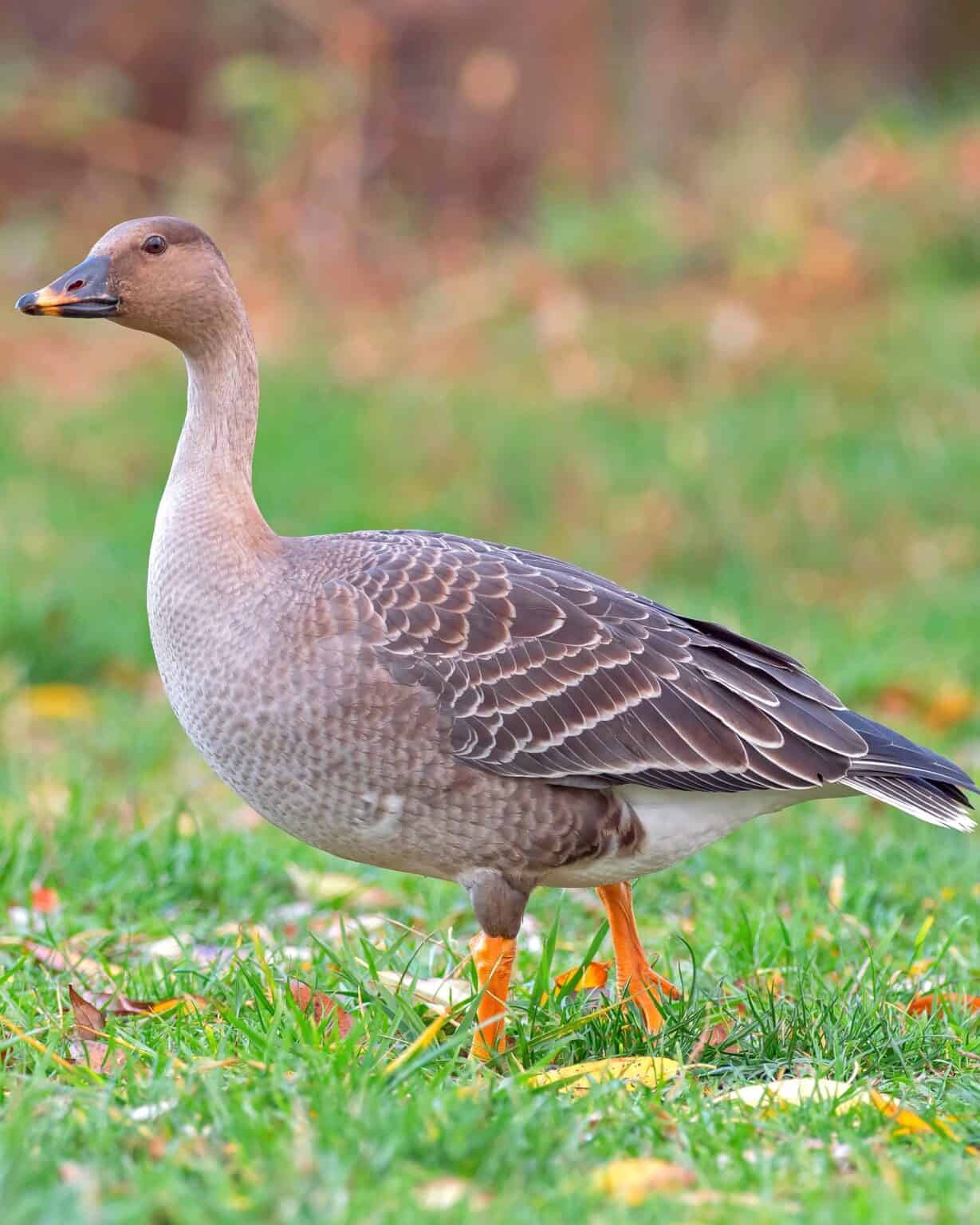 30 Different Types of Geese Breeds