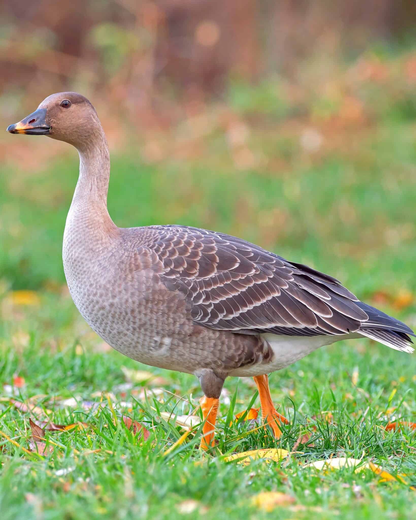 30 Different Types of Geese Breeds