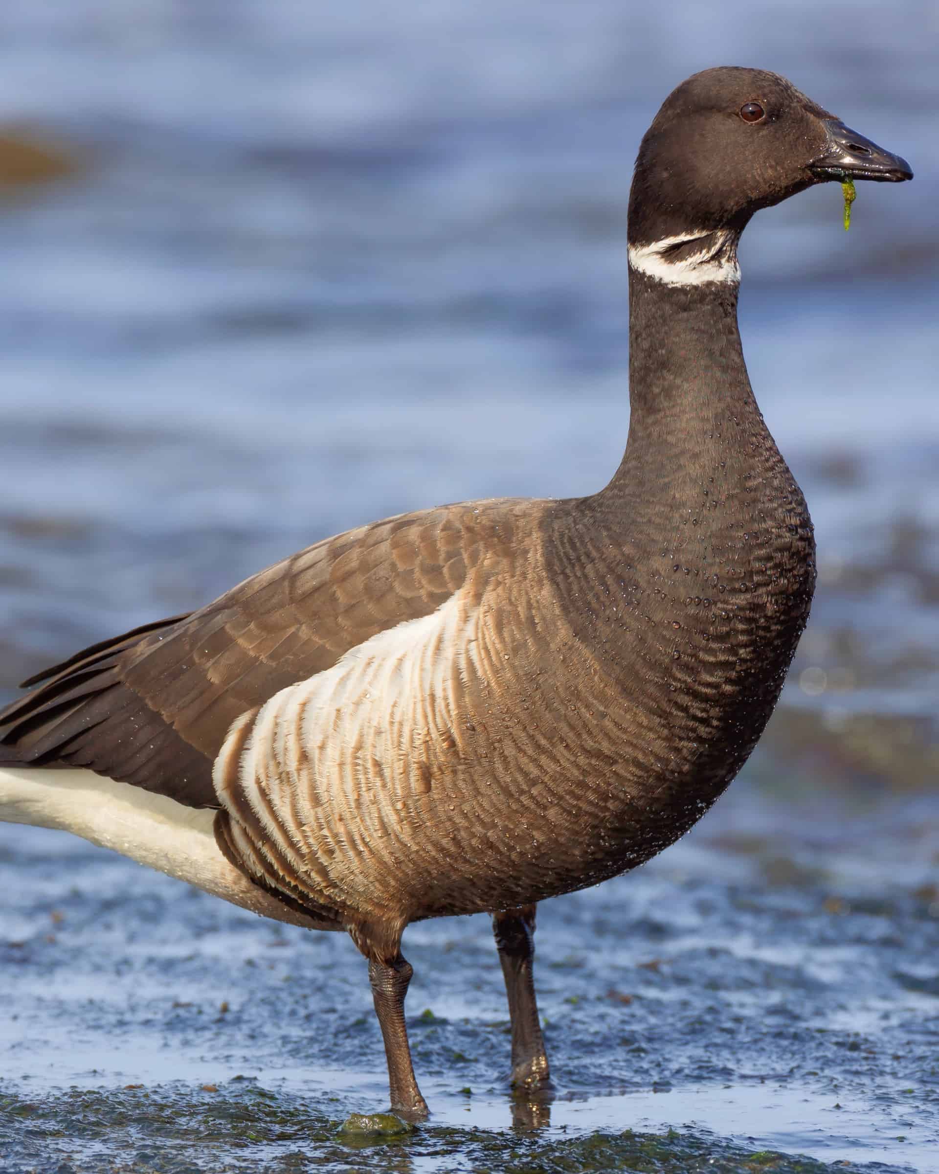 30 Different Types of Geese Breeds