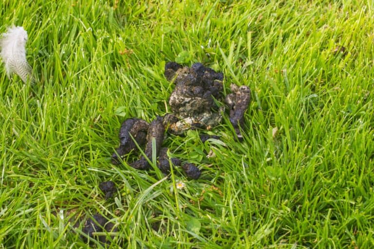Duck Poop 101 Everything You Need to Know!