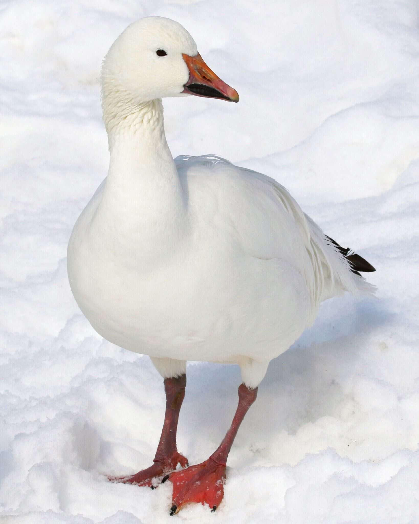 30 Different Types of Geese Breeds
