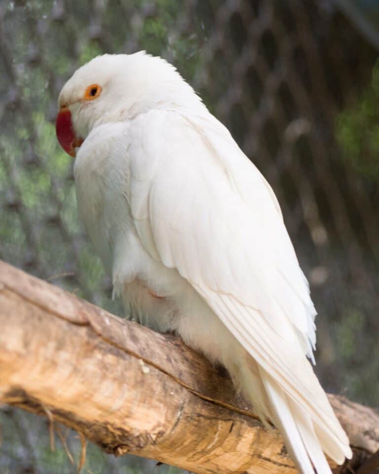 How Much Does a Parakeet Cost? (2024 Updated)