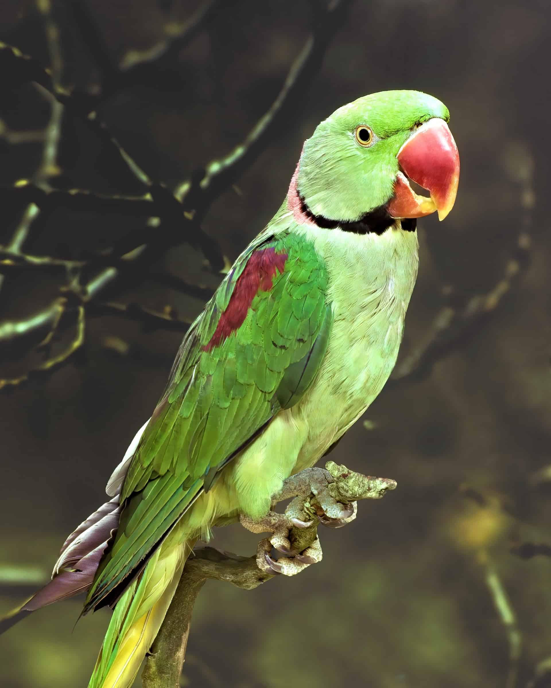 How Much Does a Parakeet Cost? (2024 Updated)