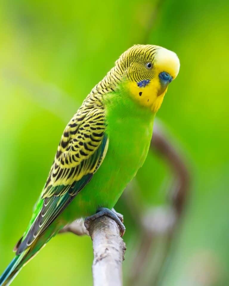 How Much Does a Parakeet Cost? (2024 Updated)