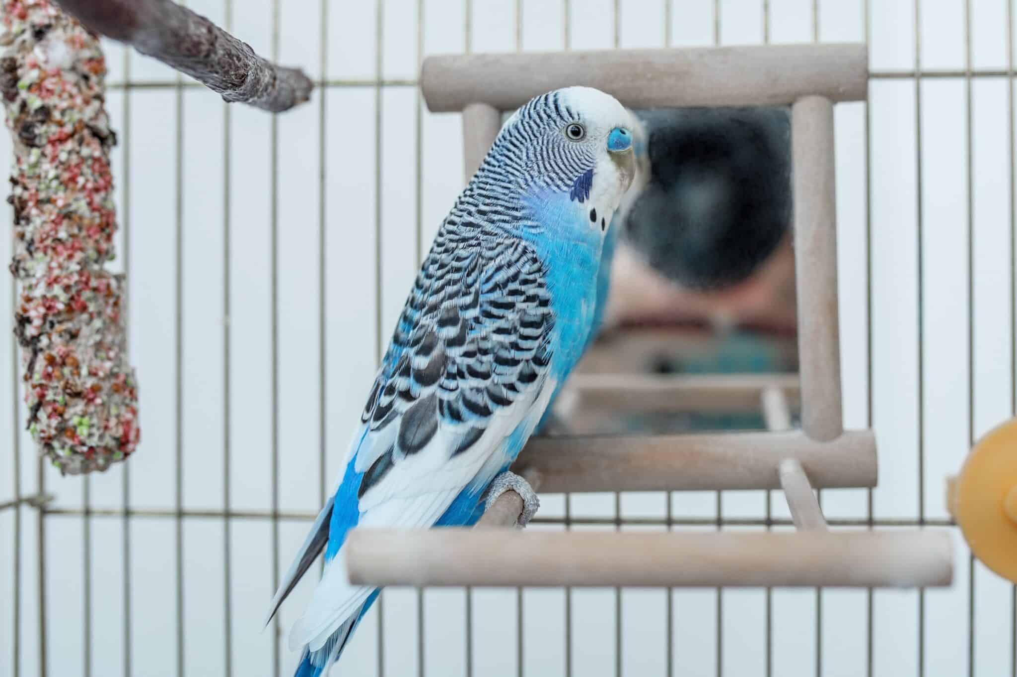 How Much Does a Parakeet Cost? (2024 Updated)