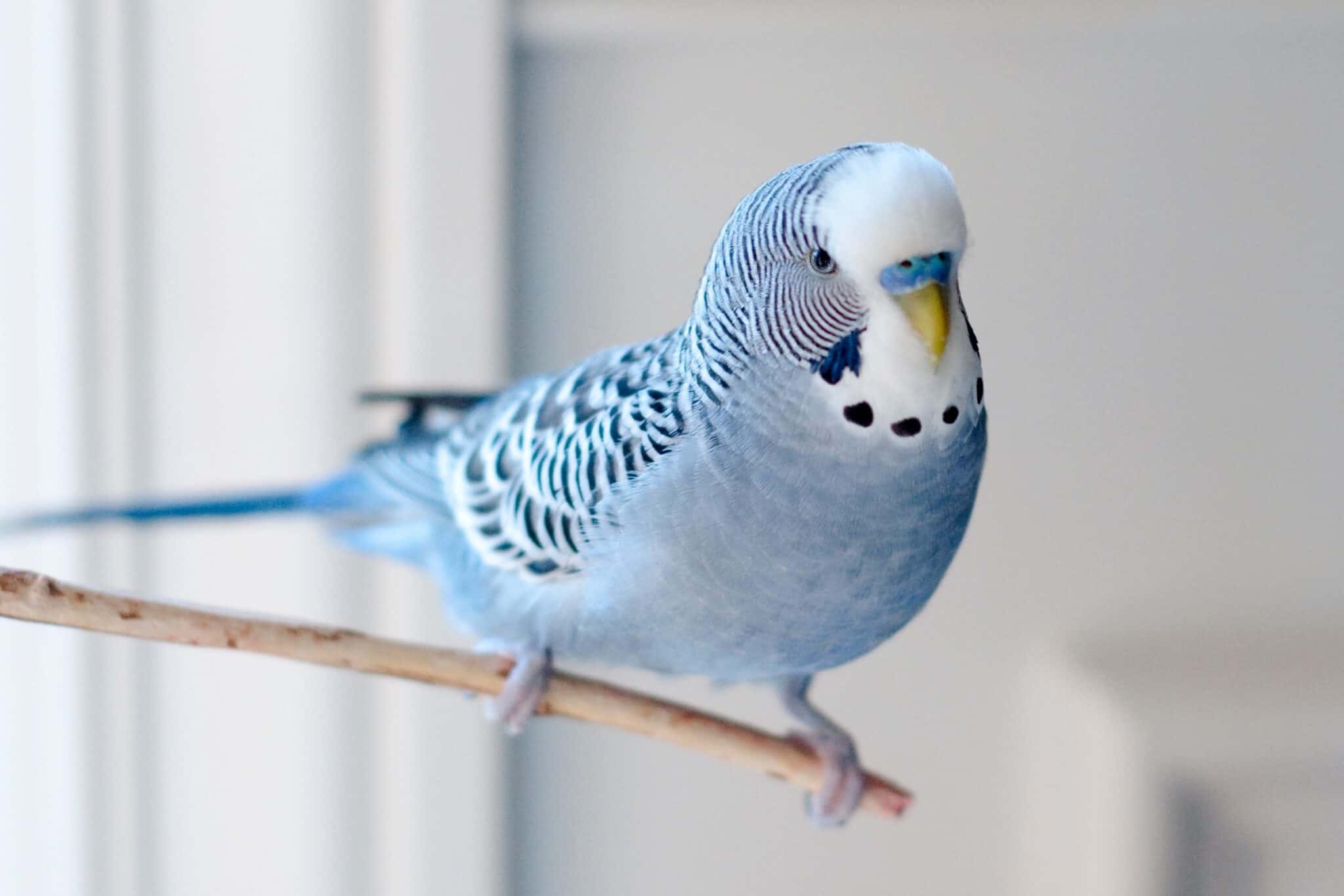 How Much Does a Parakeet Cost? (2024 Updated)