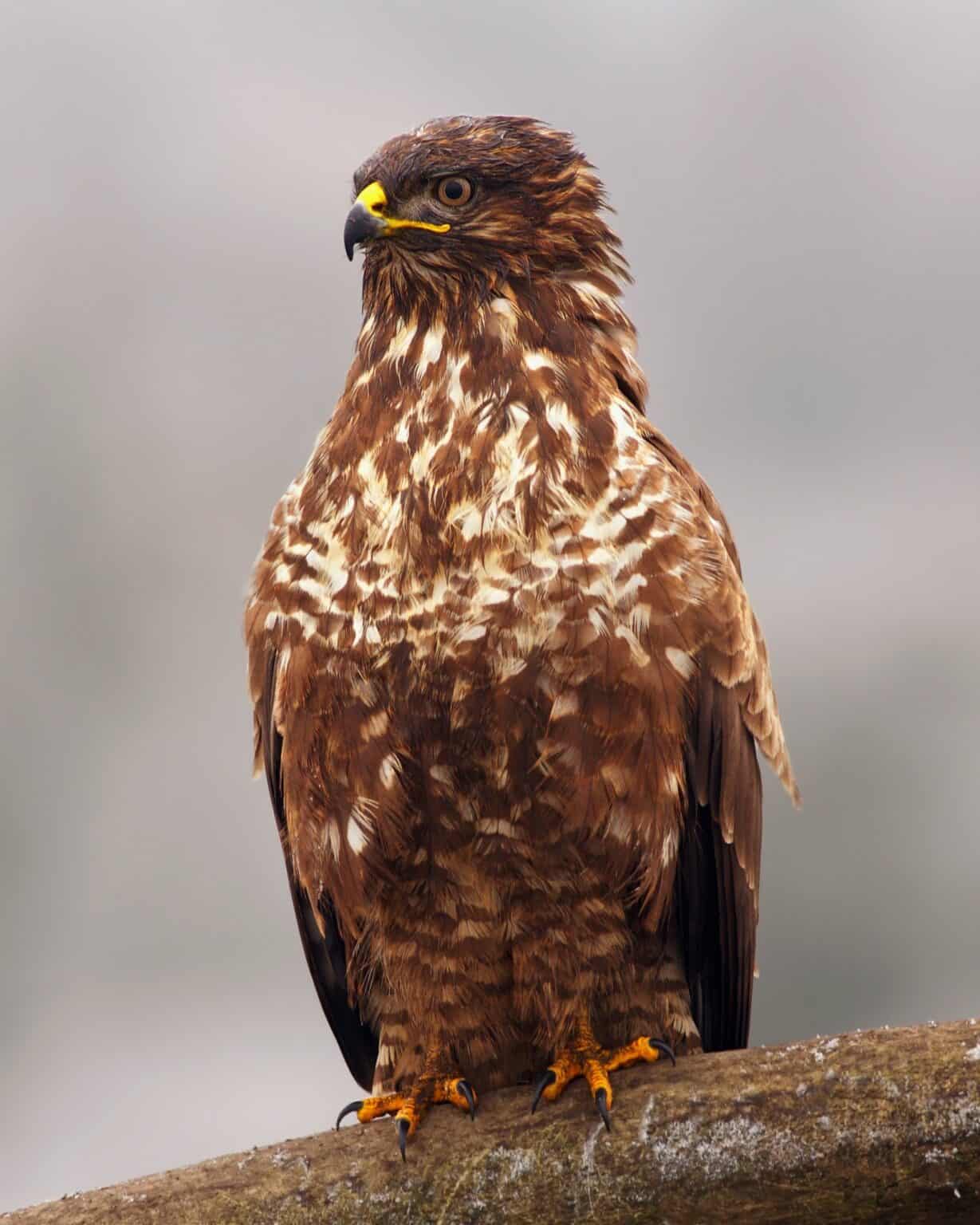 Buzzard vs. Vulture What's the Difference?